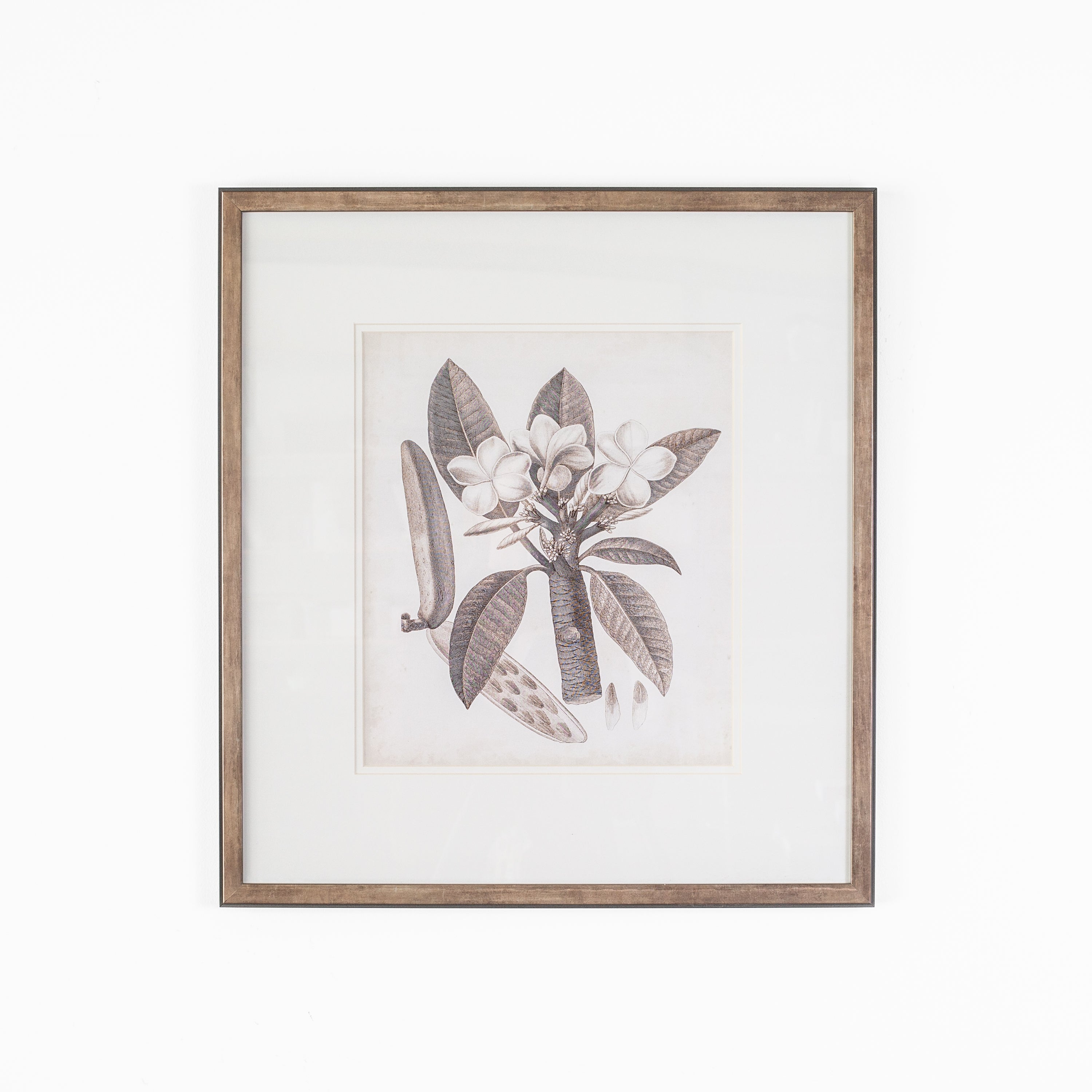 Antique Sepia Botanical VII