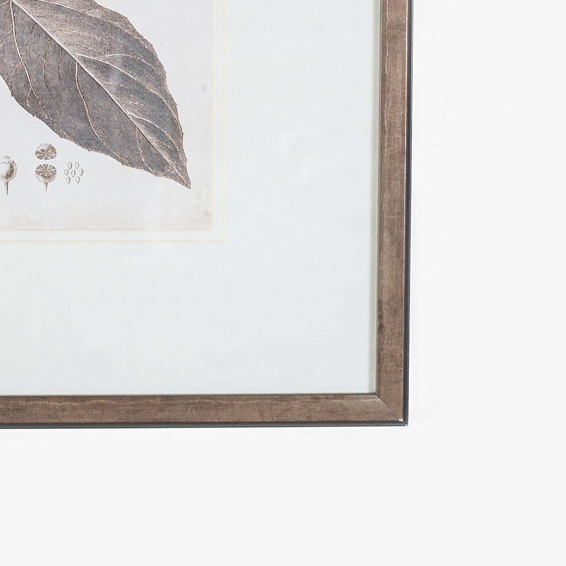 Antique Sepia Botanical II