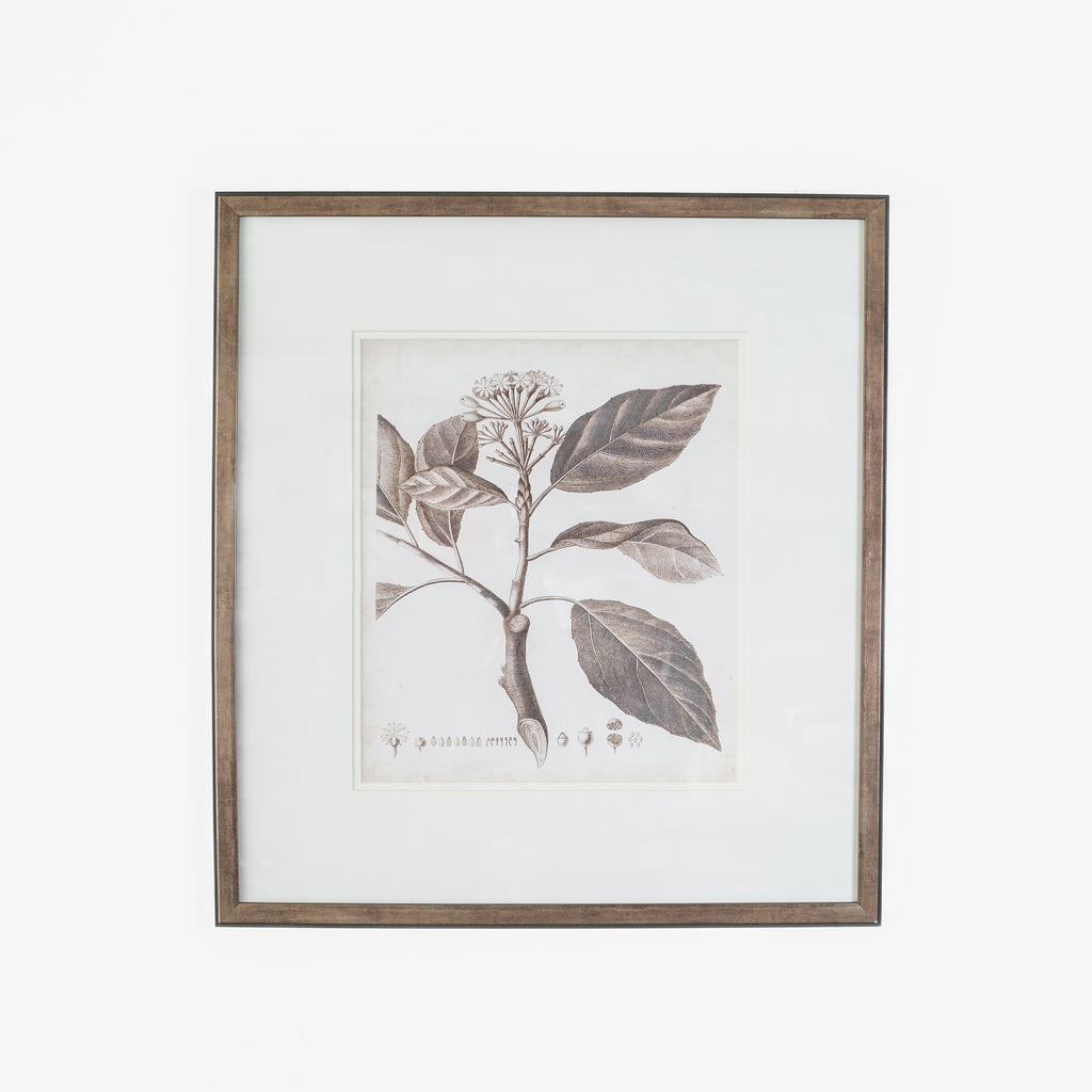 Antique Sepia Botanical II