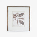 Antique Sepia Botanical II