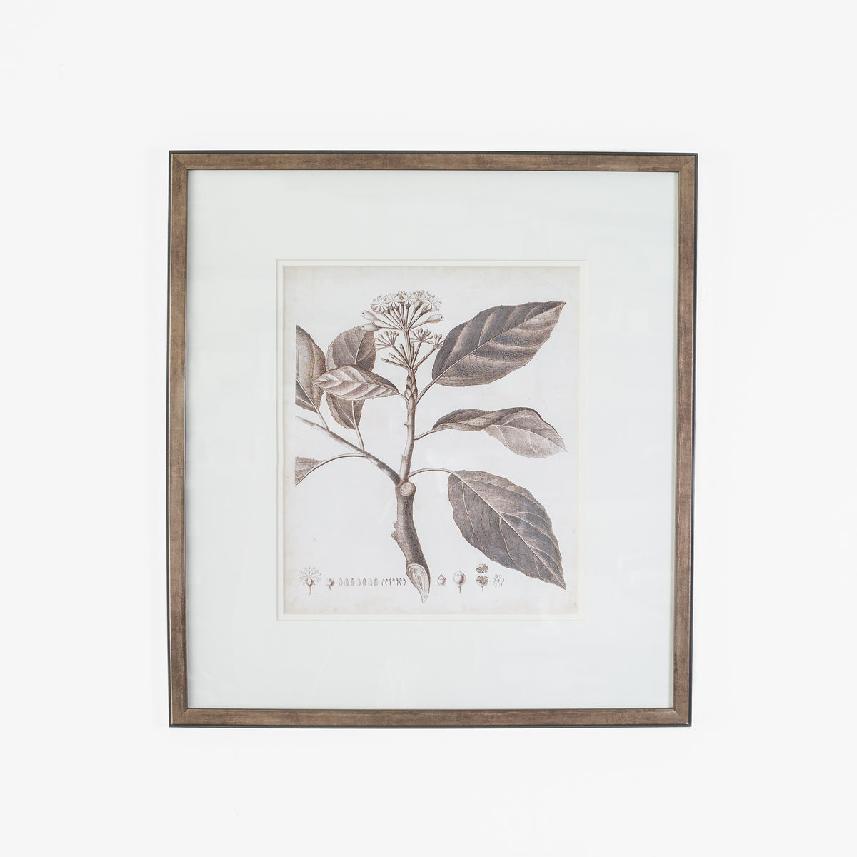 Antique Sepia Botanical II