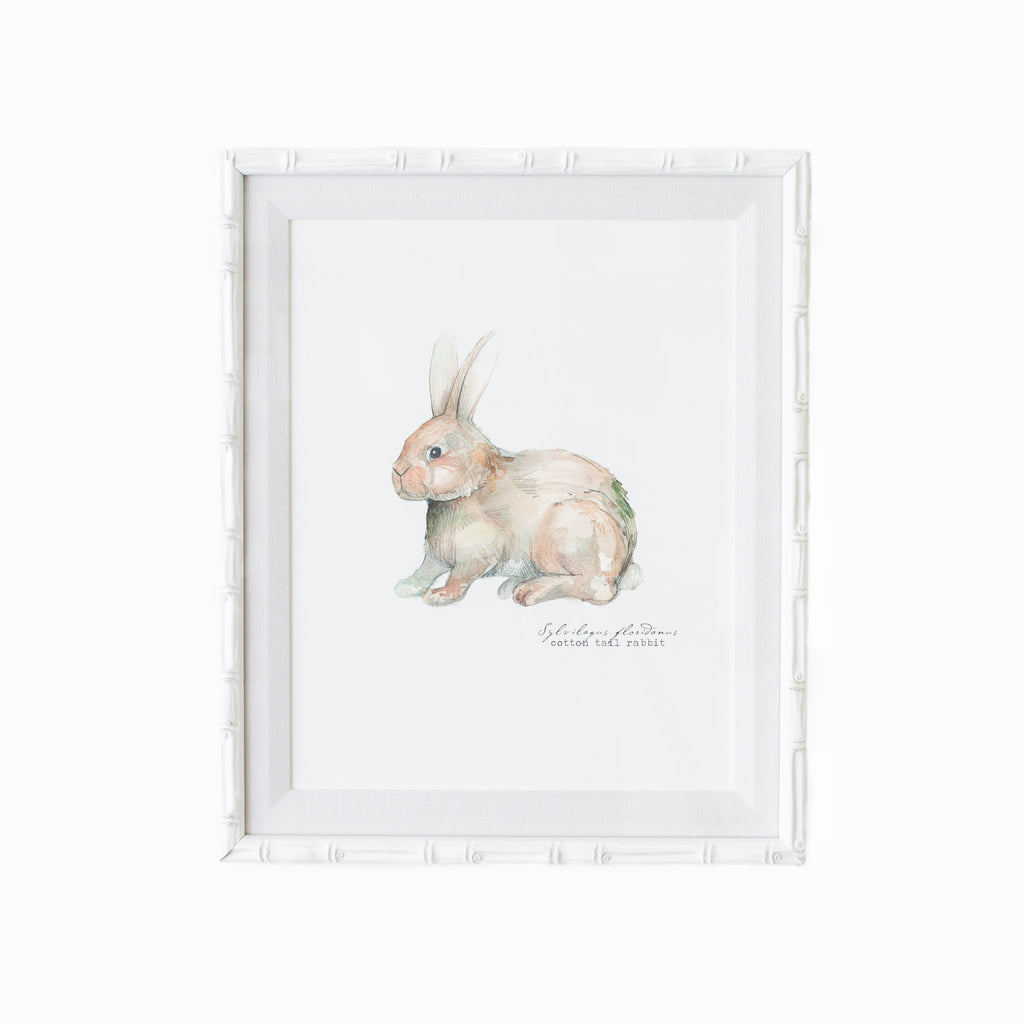 Cotton Tail Rabbit