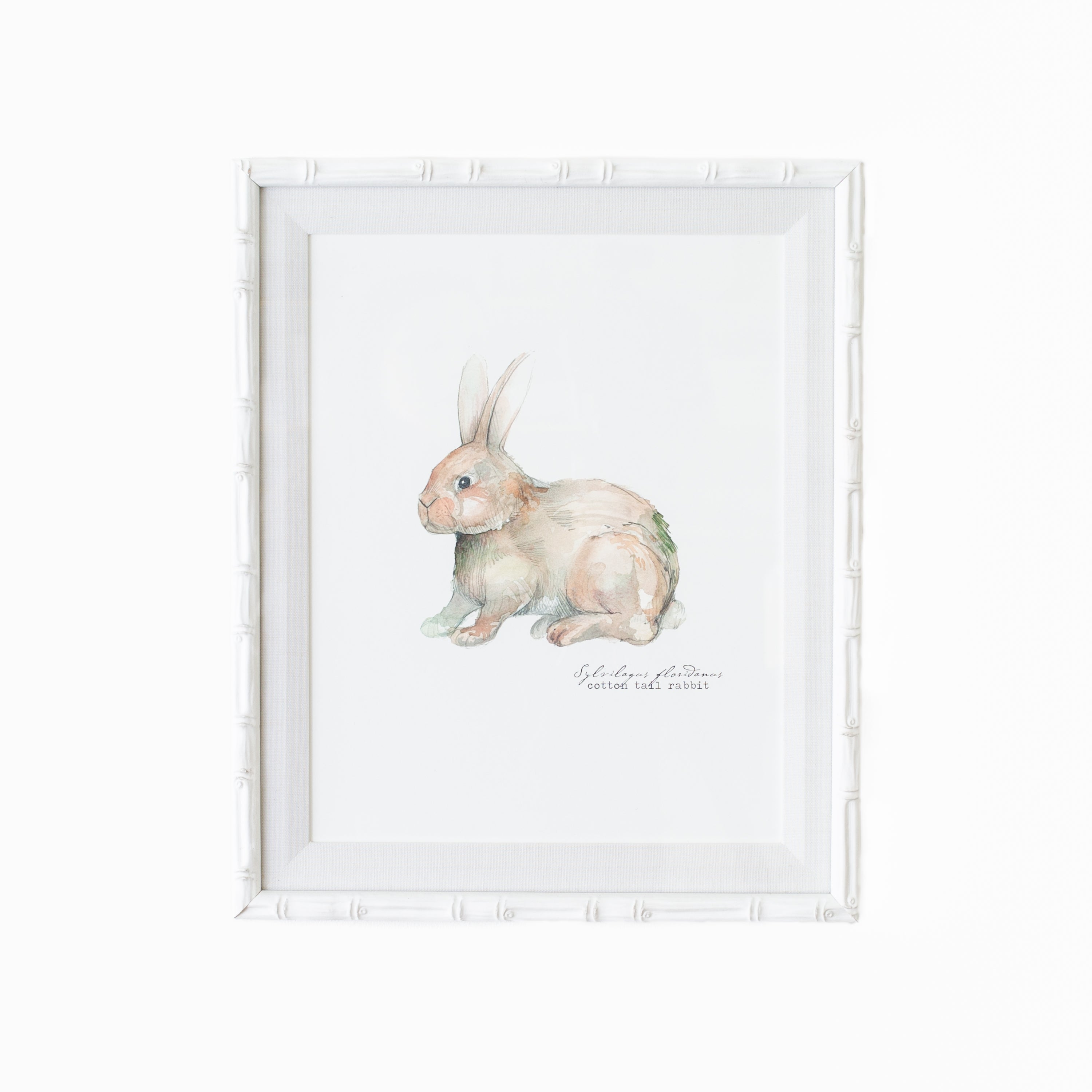 Cotton Tail Rabbit