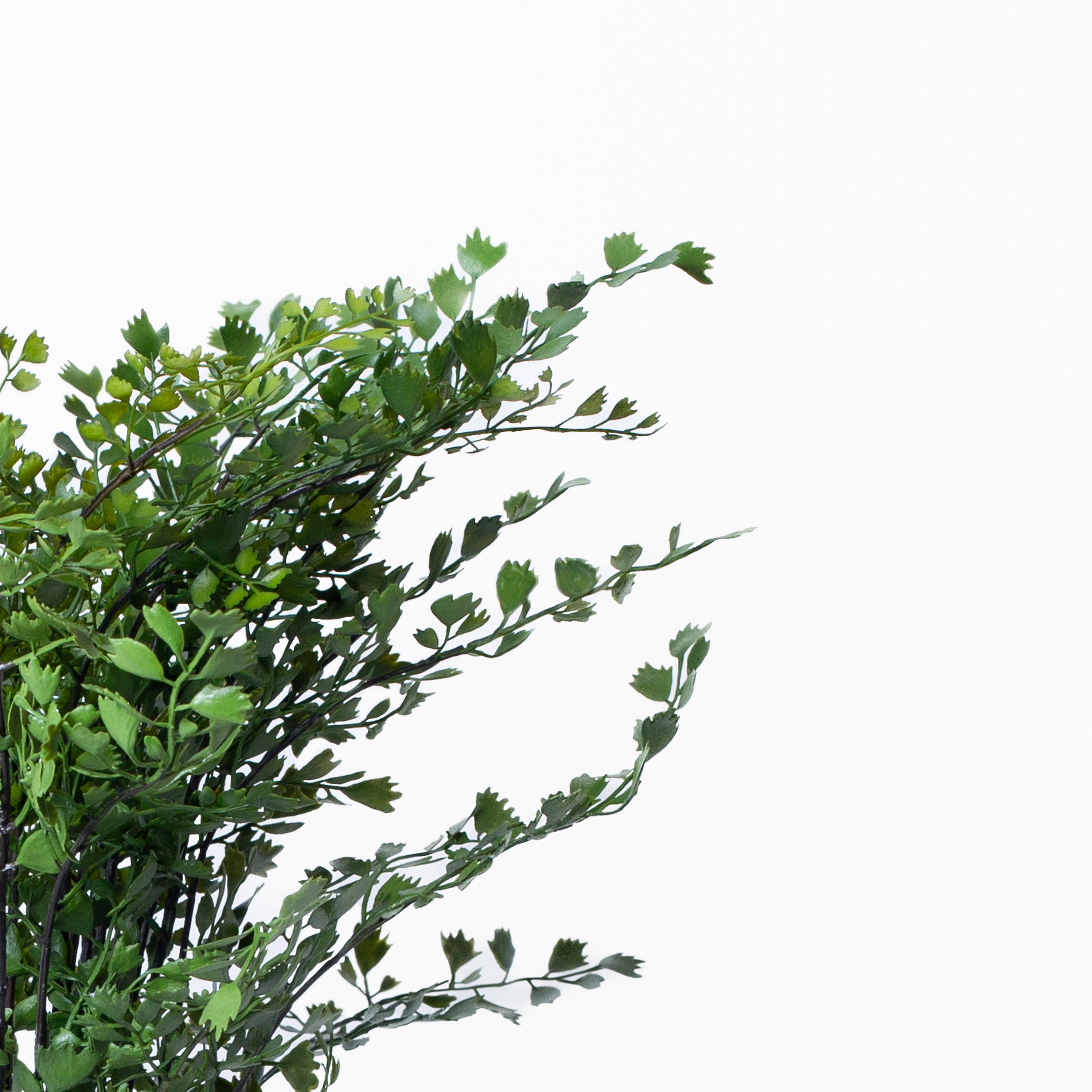 Maidenhair Drop-In
