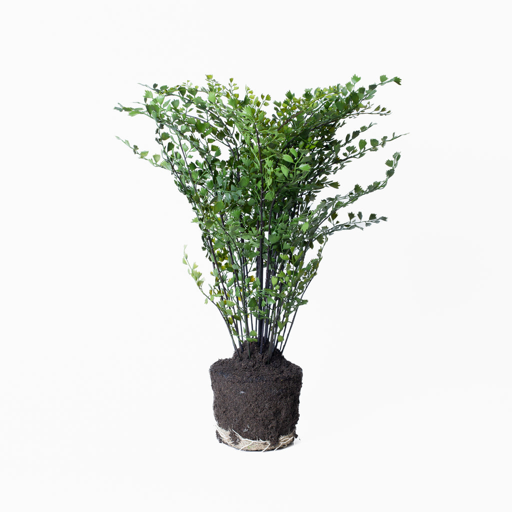 Maidenhair Drop-In