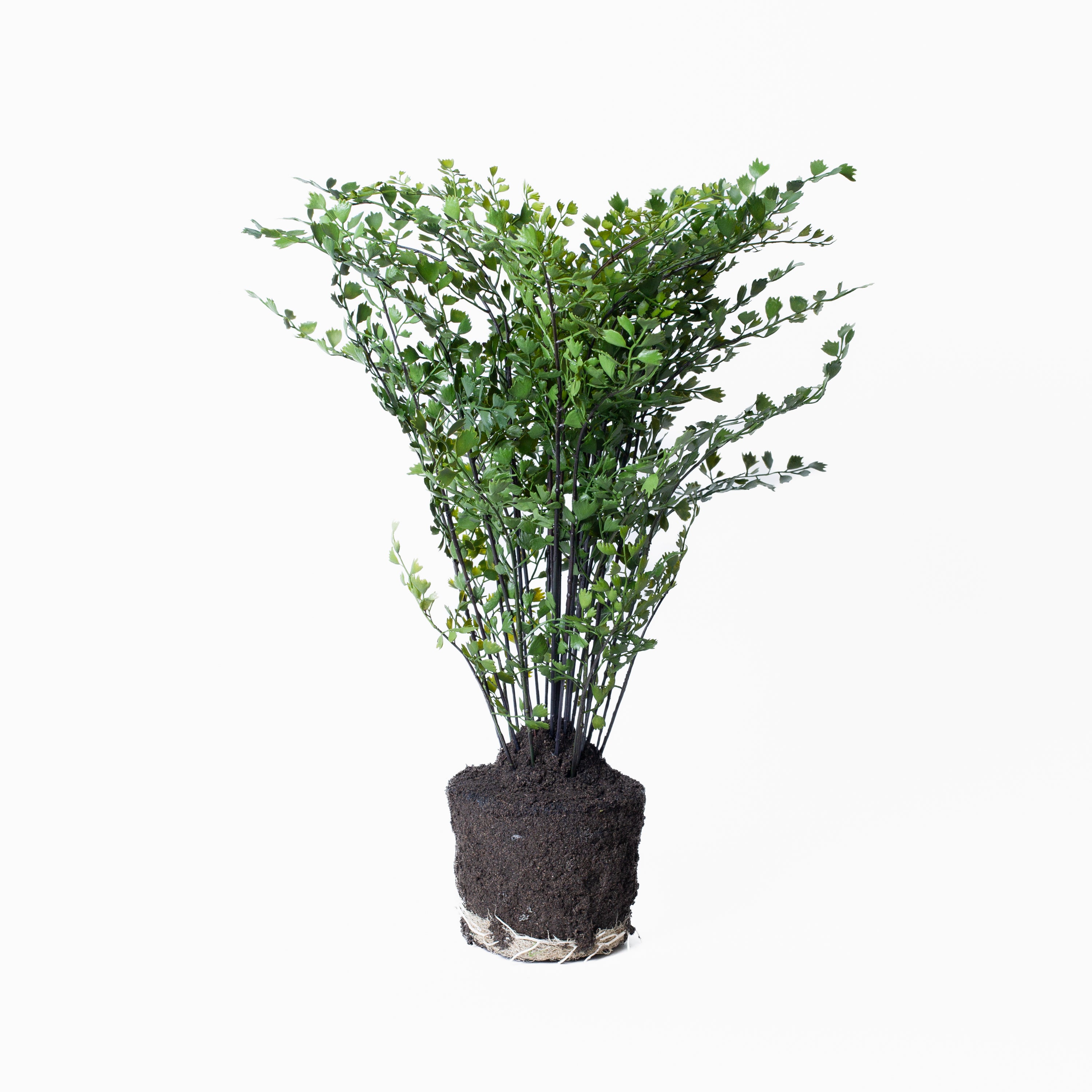Maidenhair Drop-In