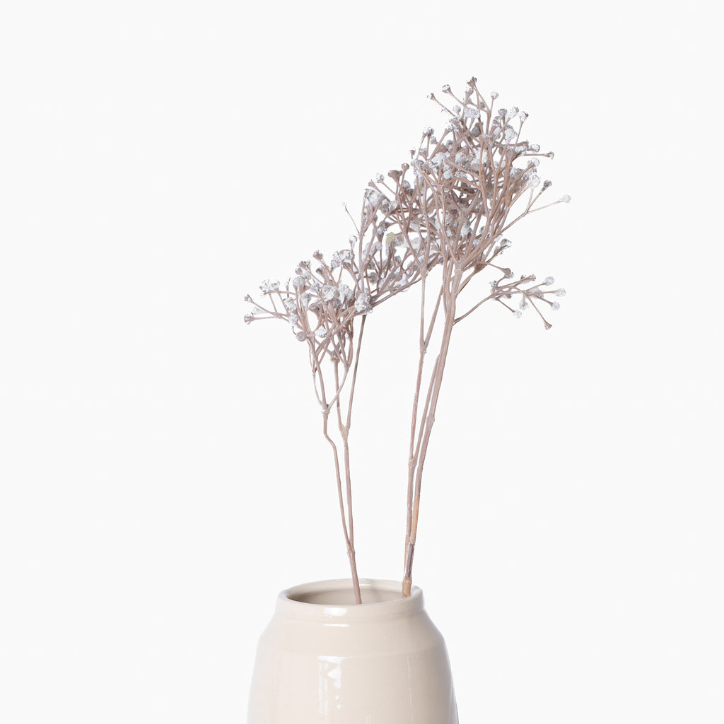 Gypsophila Stem
