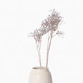 Gypsophila Stem
