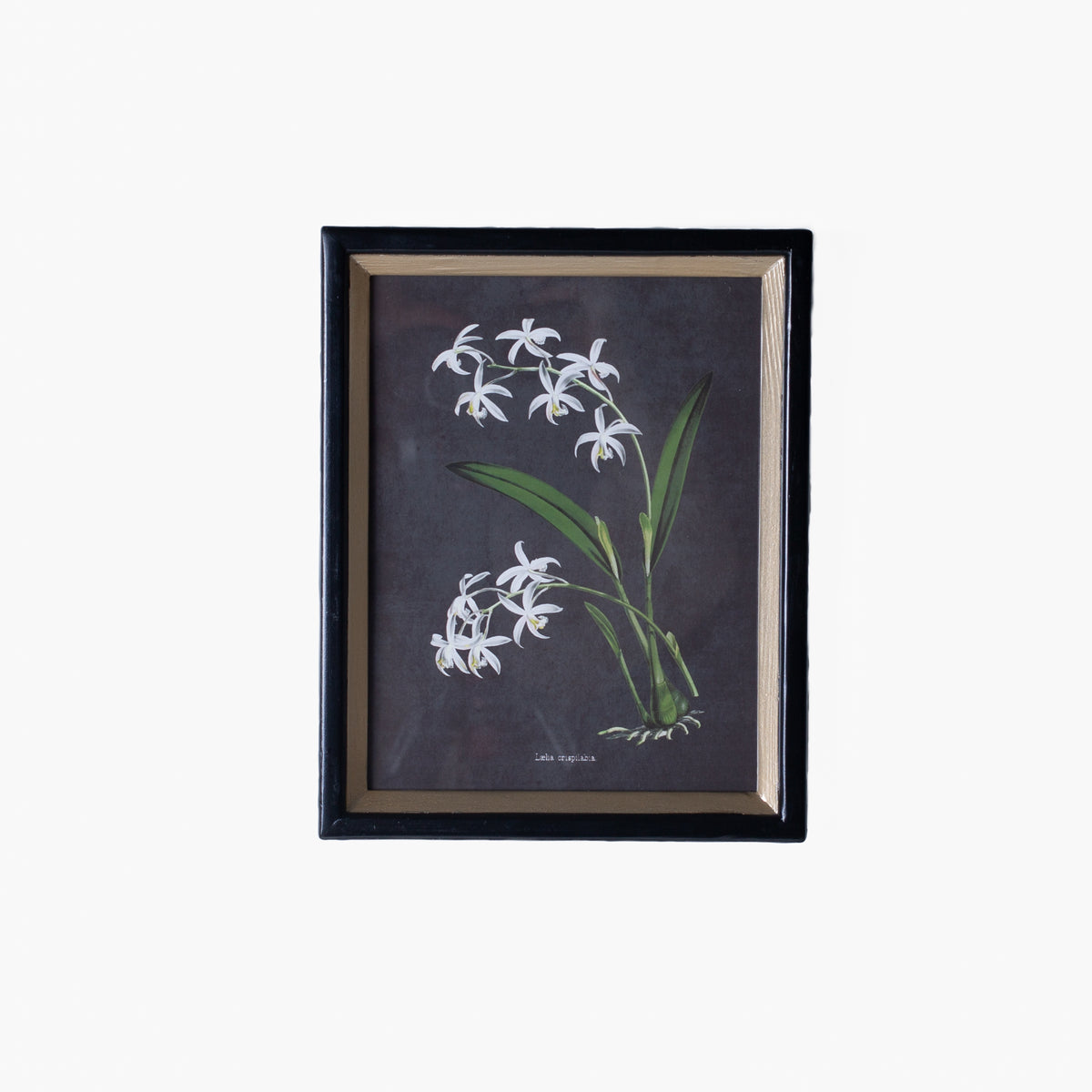 Orchid Study Framed Prints – Stoffer Home