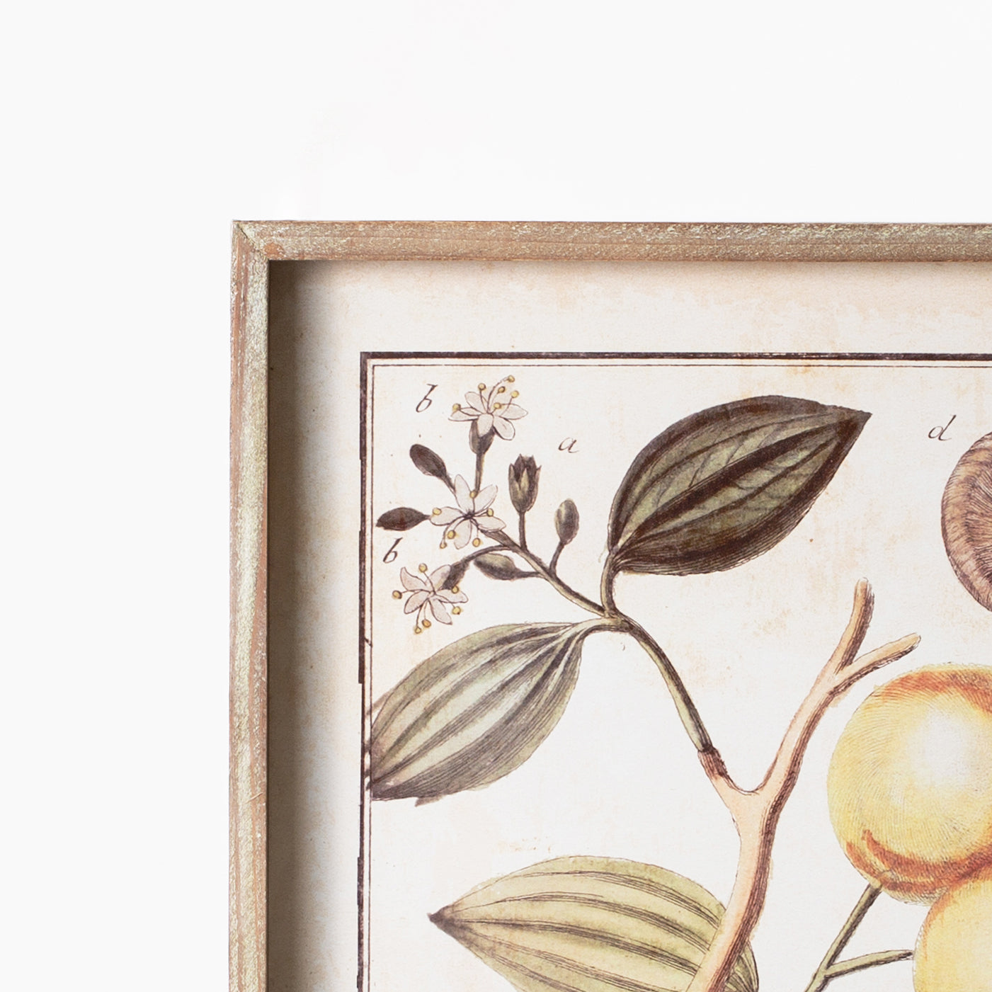 Botanical Study Citrus Prints