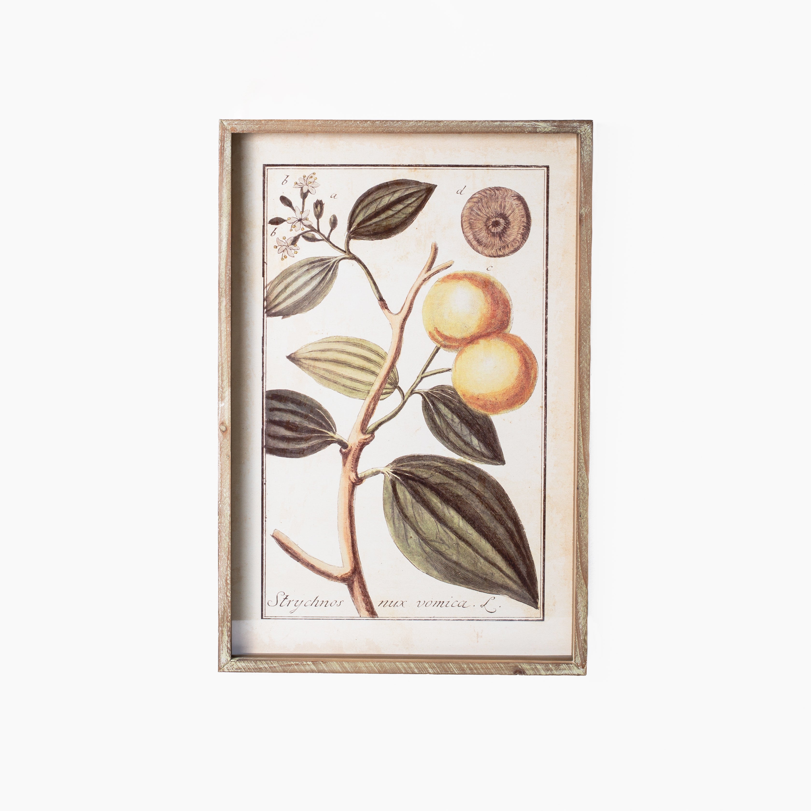 Botanical Study Citrus Prints