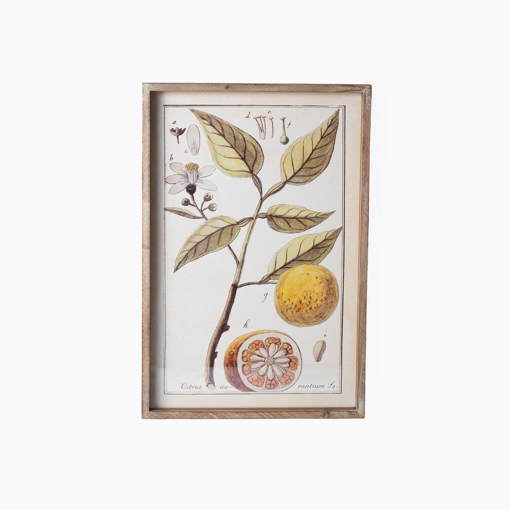 Botanical Study Citrus Prints