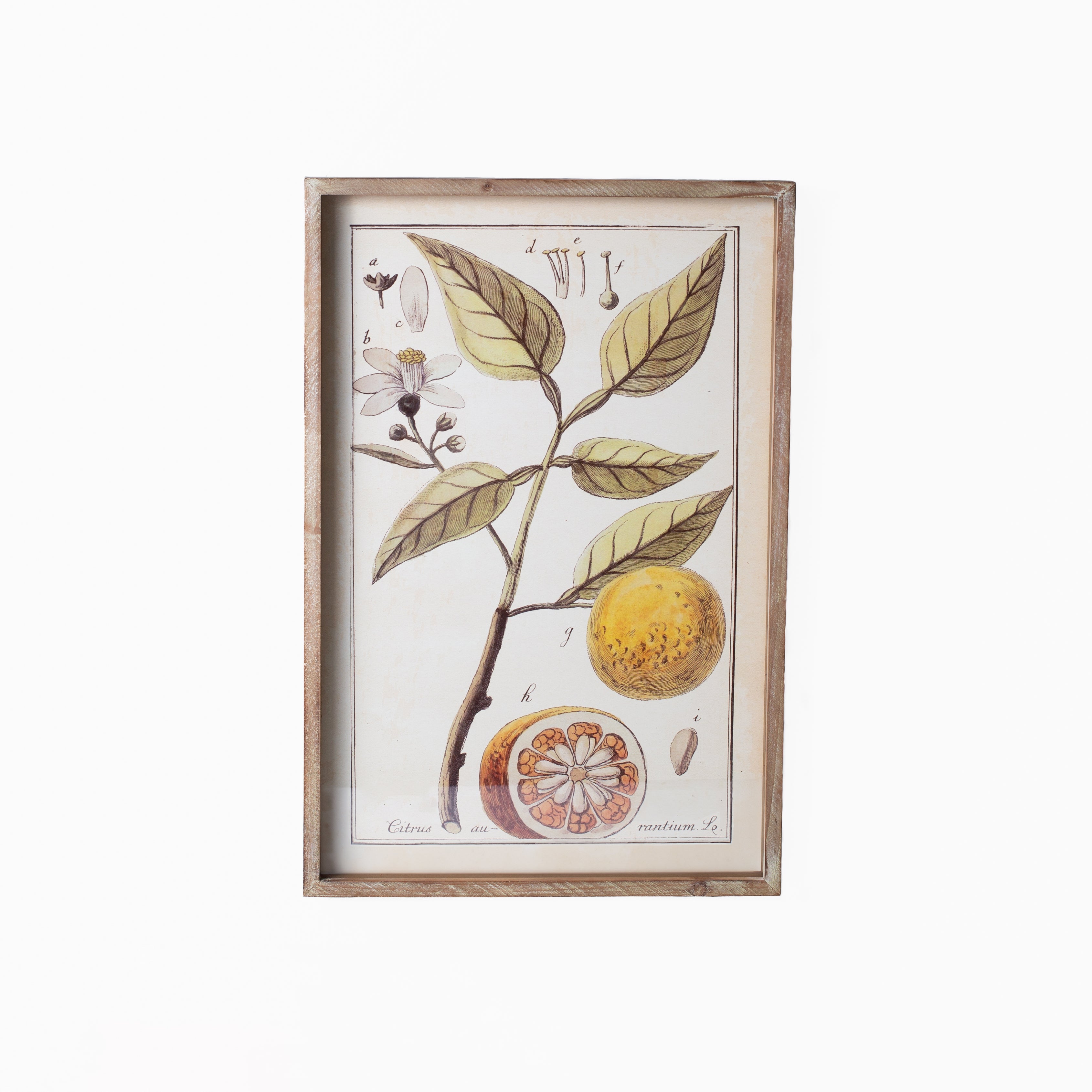 Botanical Study Citrus Prints