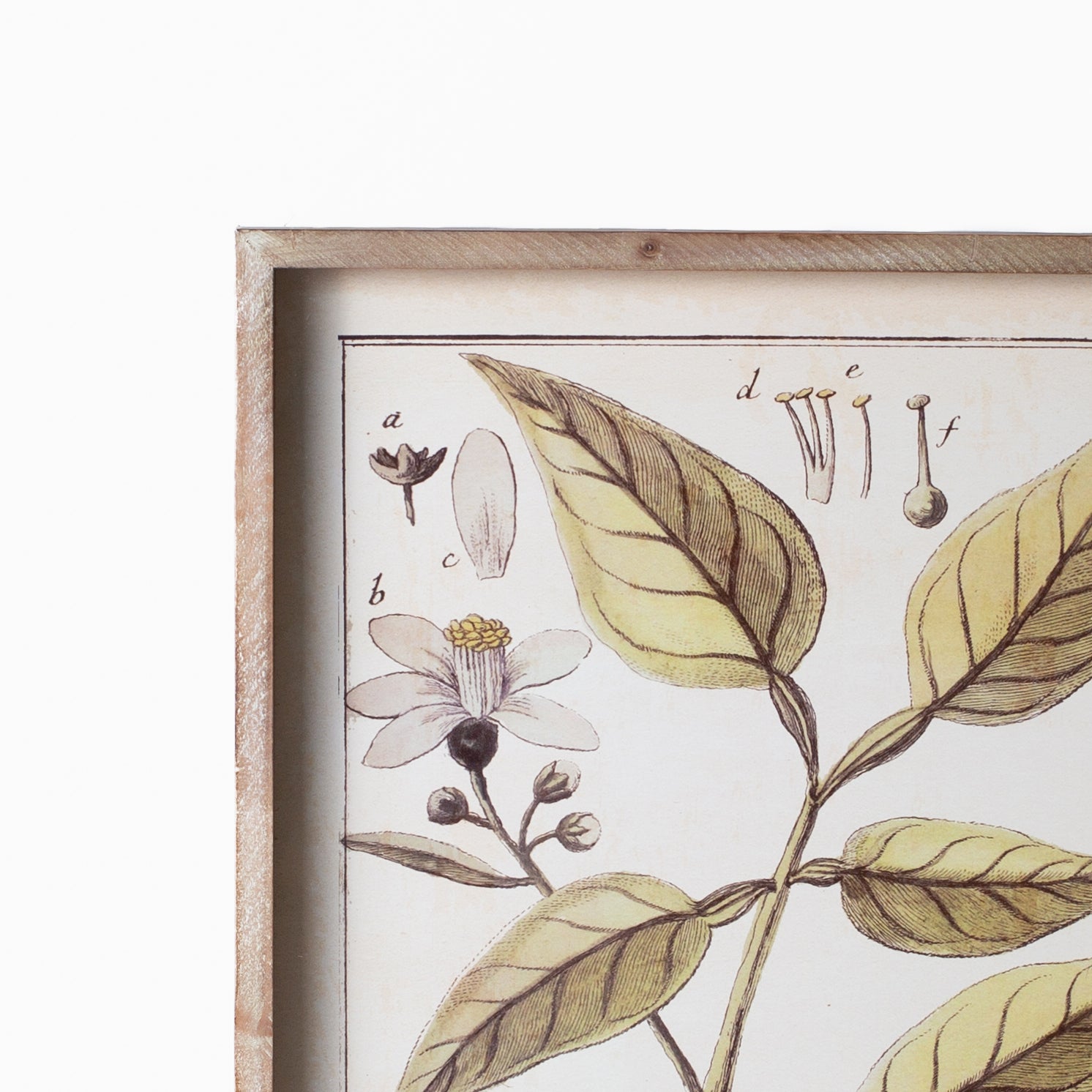 Botanical Study Citrus Prints
