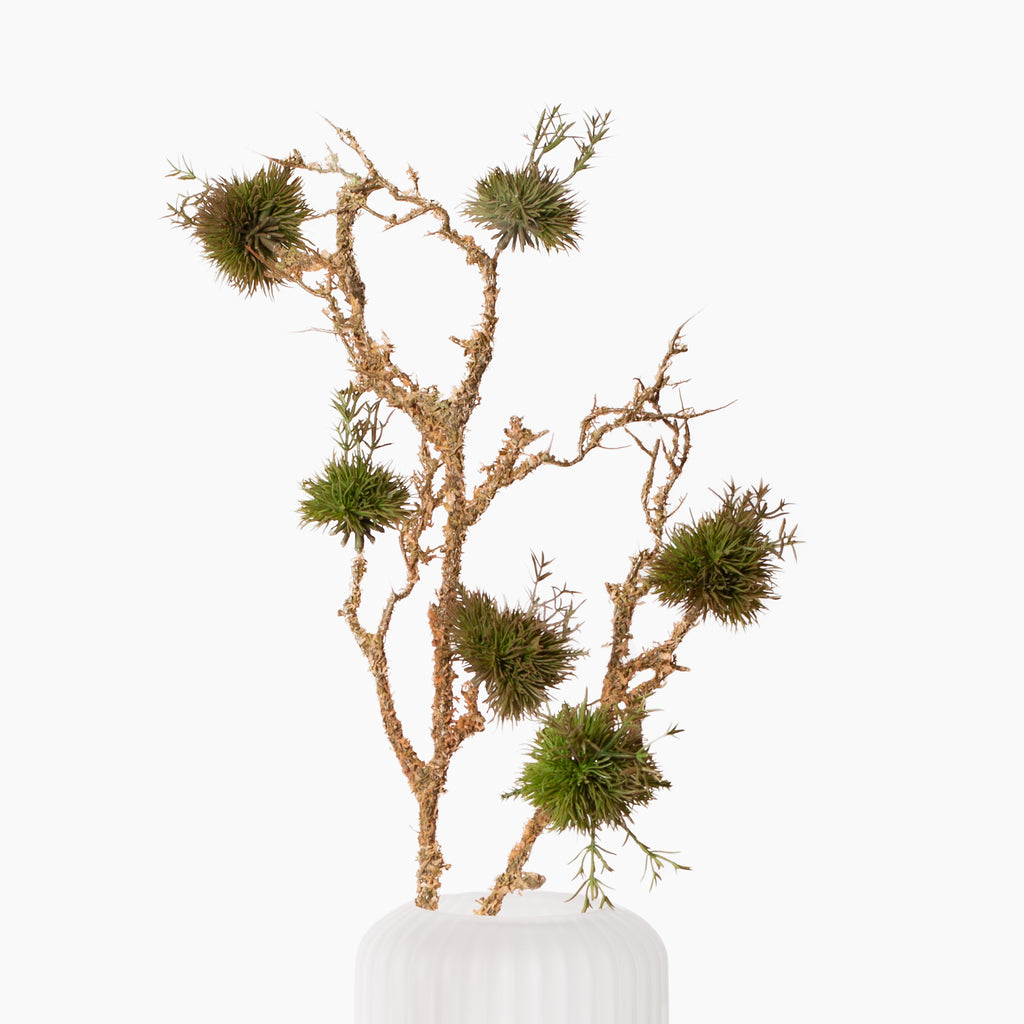 Moss Branch Stem