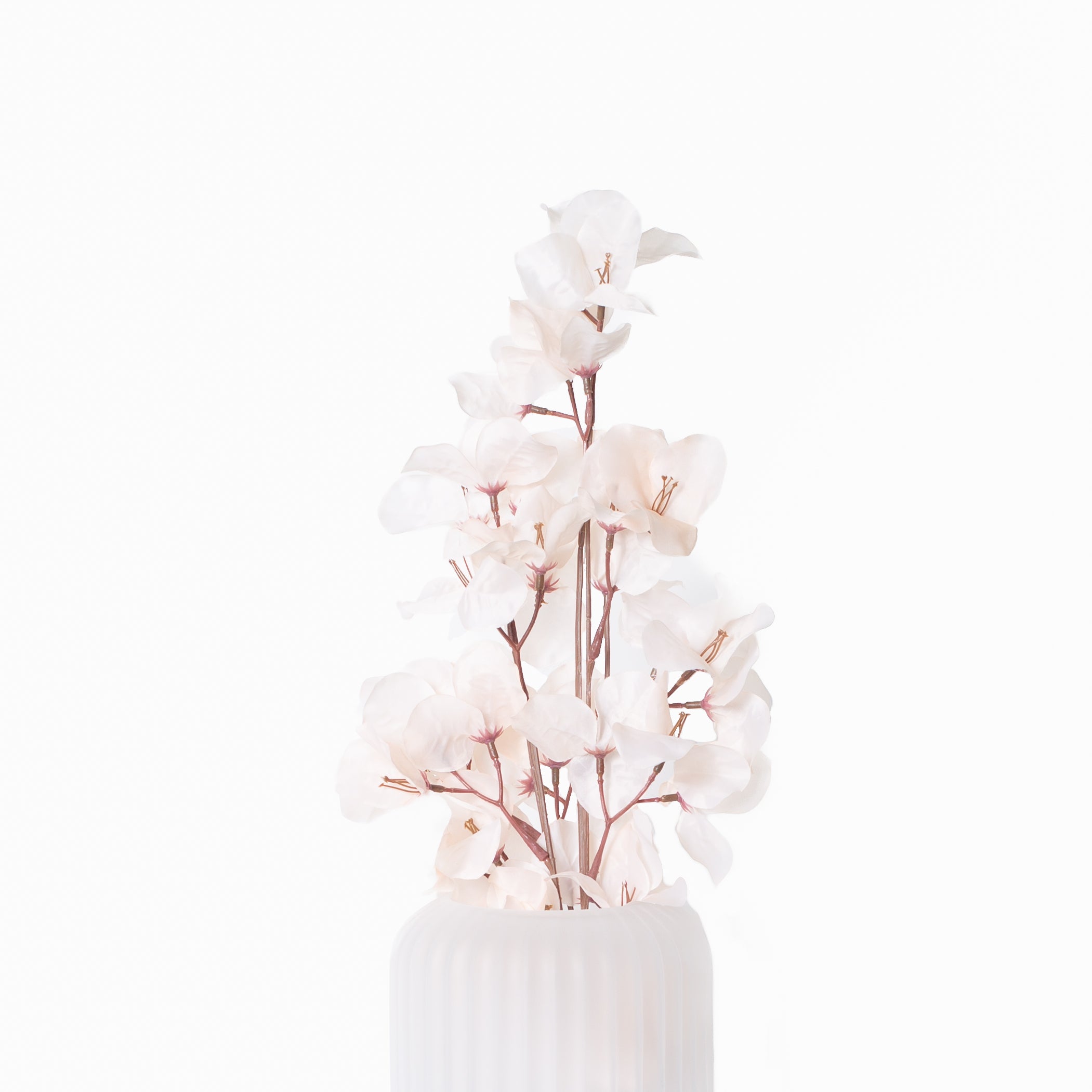 Blush Bougainvillea Stem