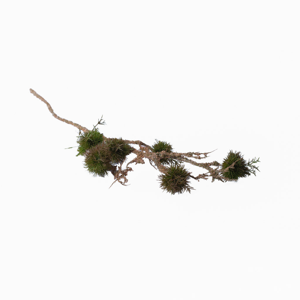 Moss Branch Stem