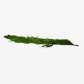 72" x 16" Norfolk Pine Garland