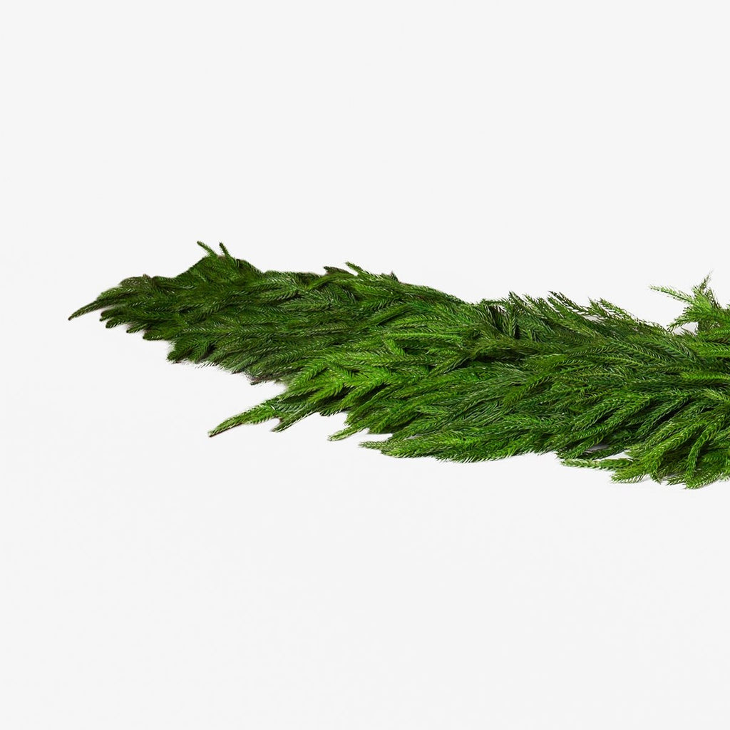 72" x 16" Norfolk Pine Garland