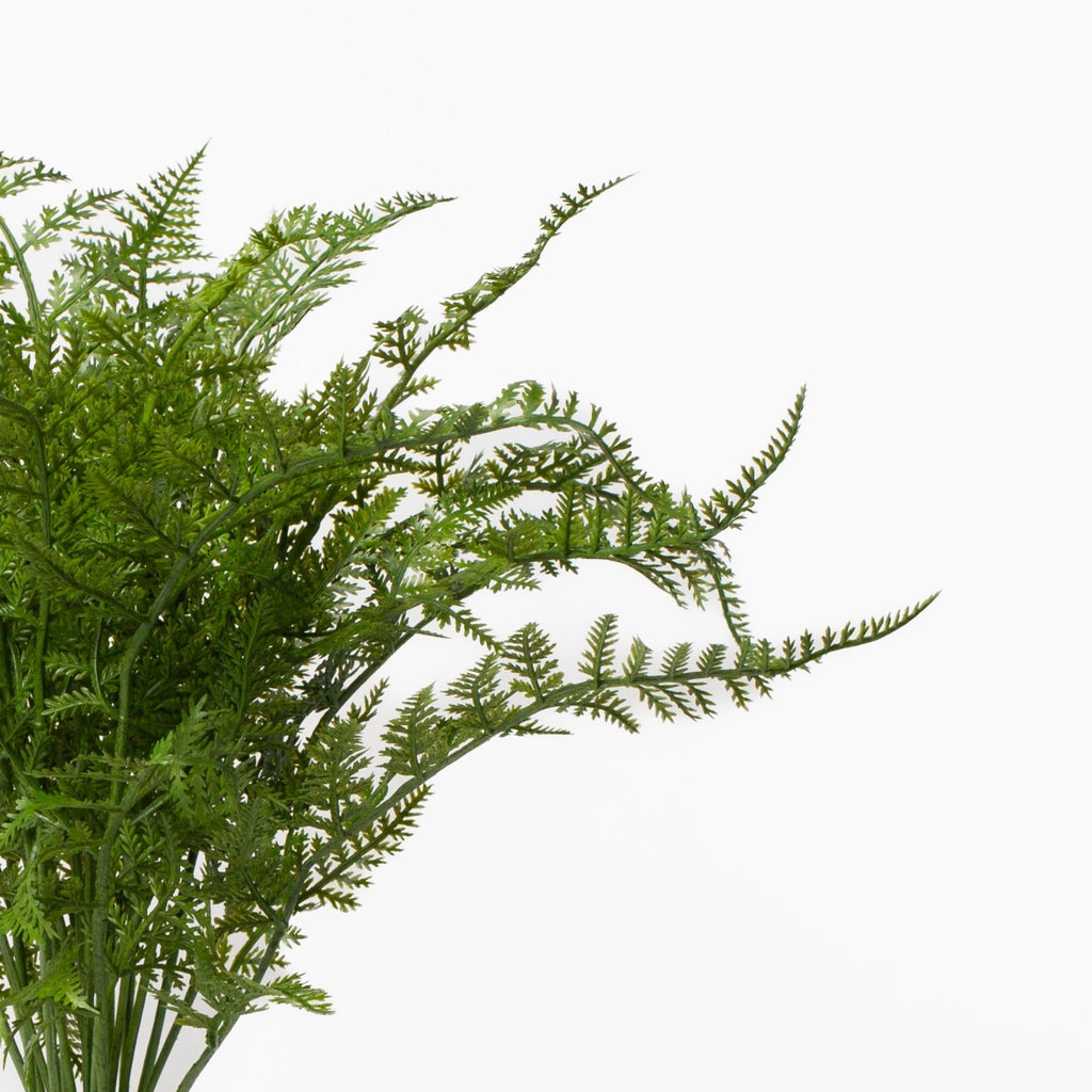 Soft Fern Drop-In