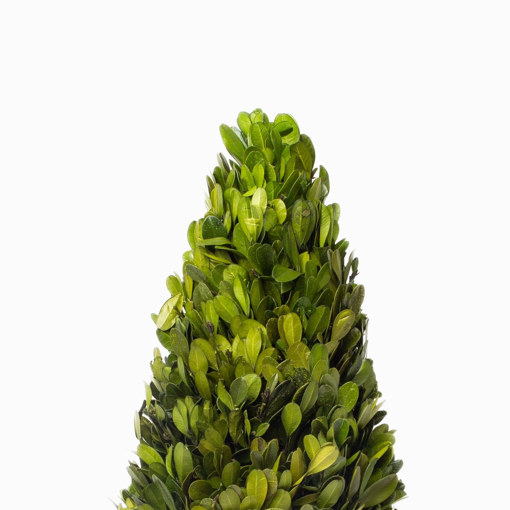 Boxwood Cone Topiary Drop-In