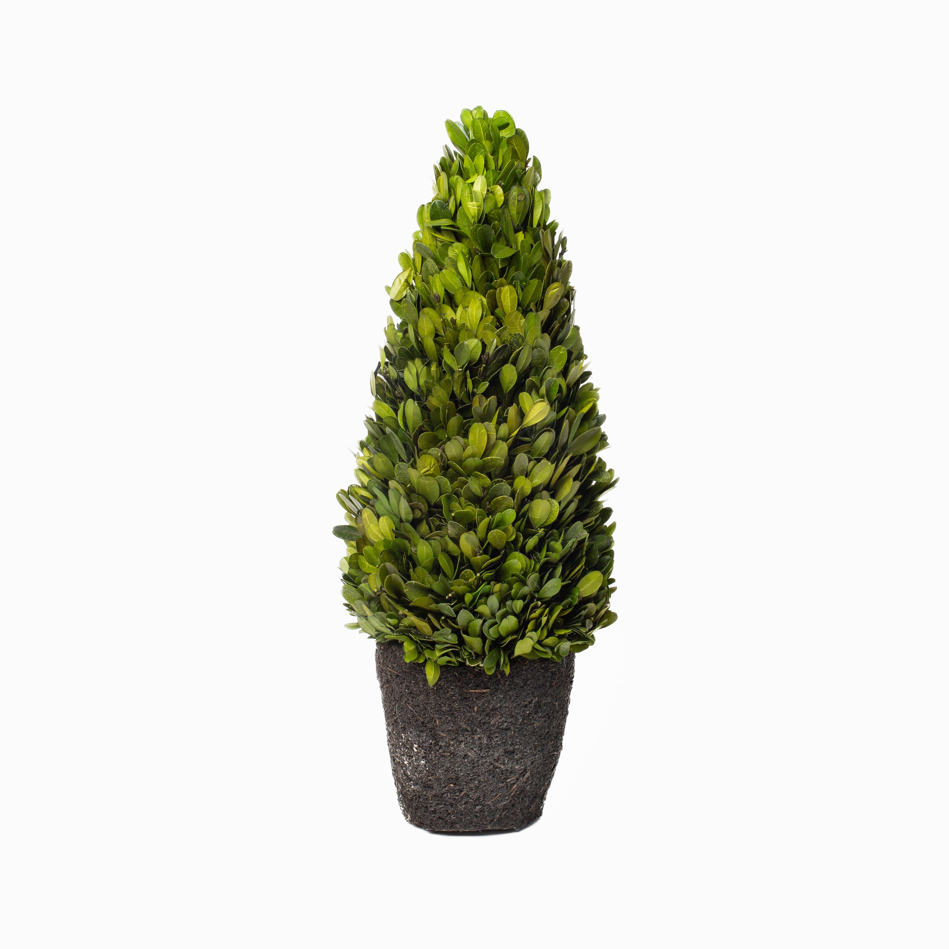 Boxwood Cone Topiary Drop-In