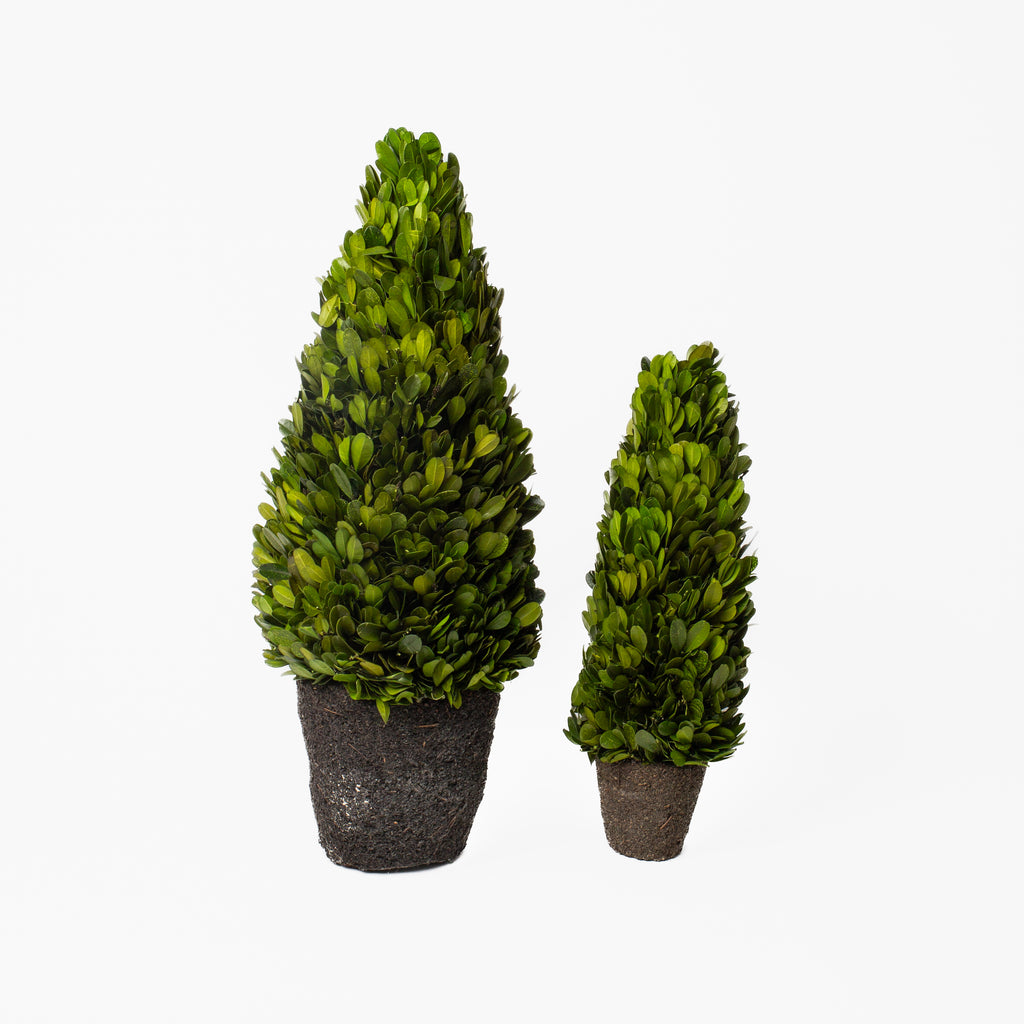 Boxwood Cone Topiary Drop-In
