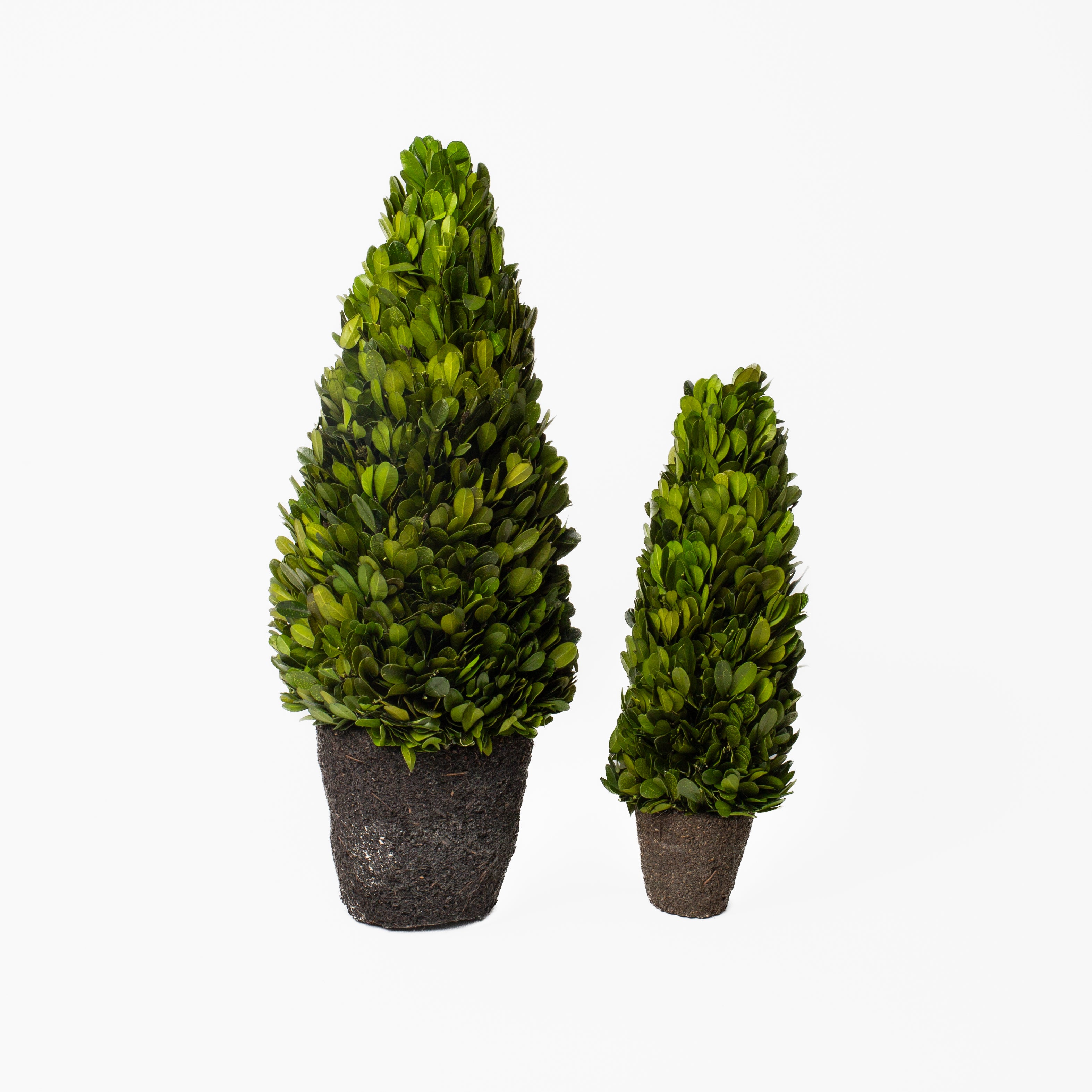 Boxwood Cone Topiary Drop-In