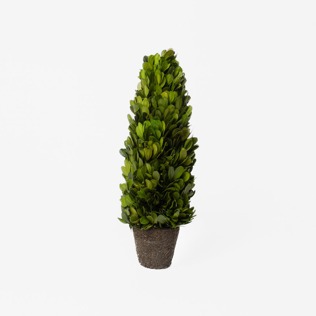 Boxwood Cone Topiary Drop-In