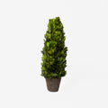 Boxwood Cone Topiary Drop-In
