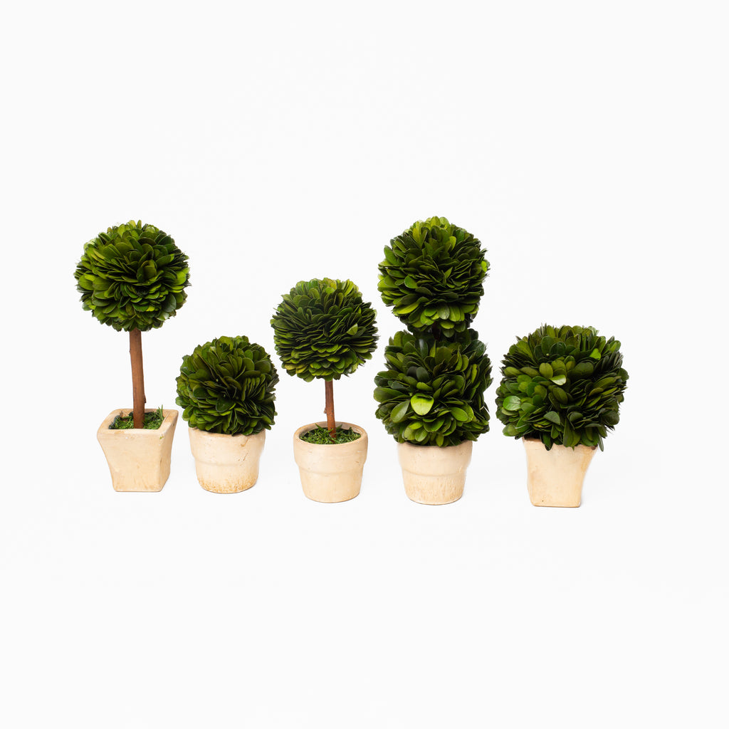 Boxwood Mini Topiaries