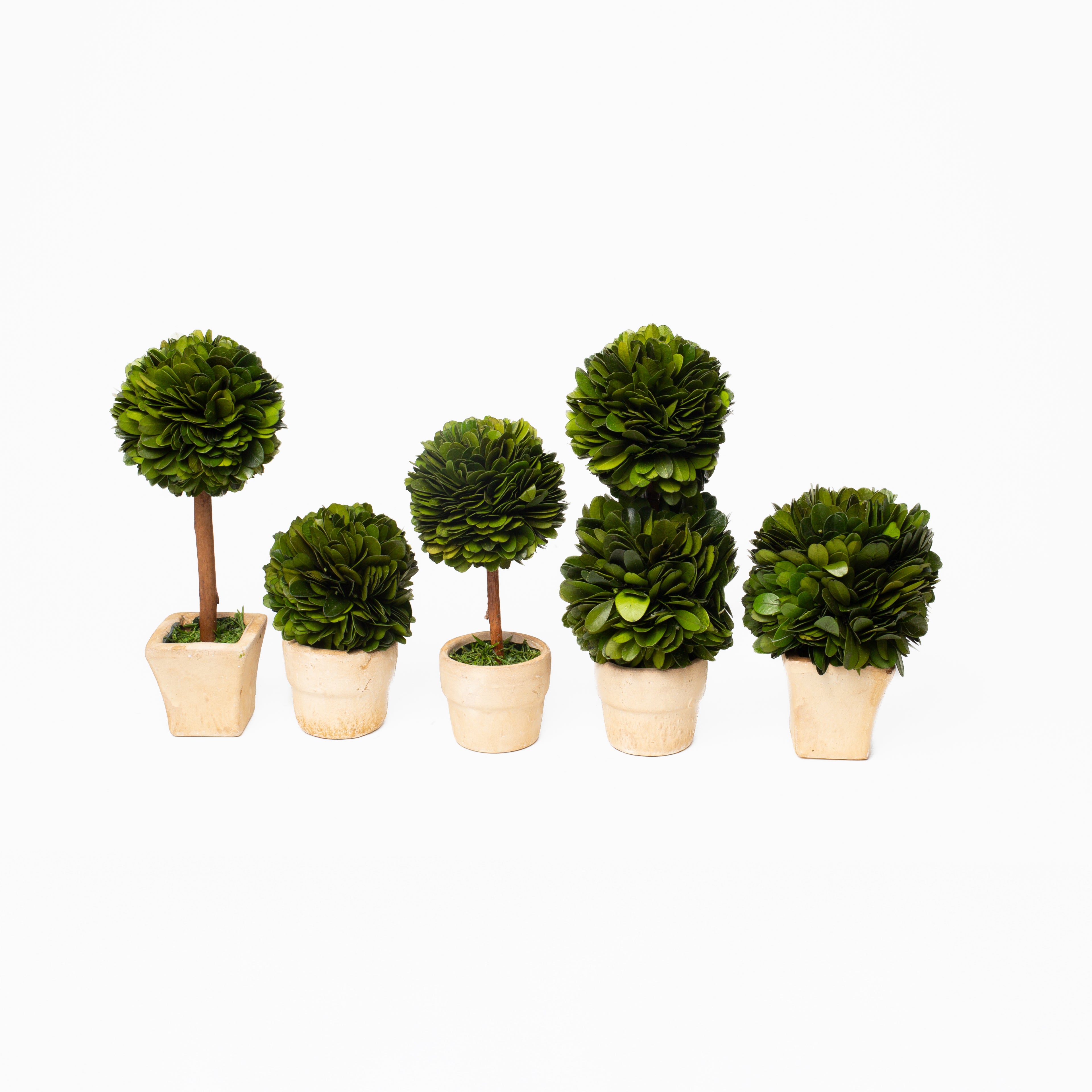 Boxwood Mini Topiaries