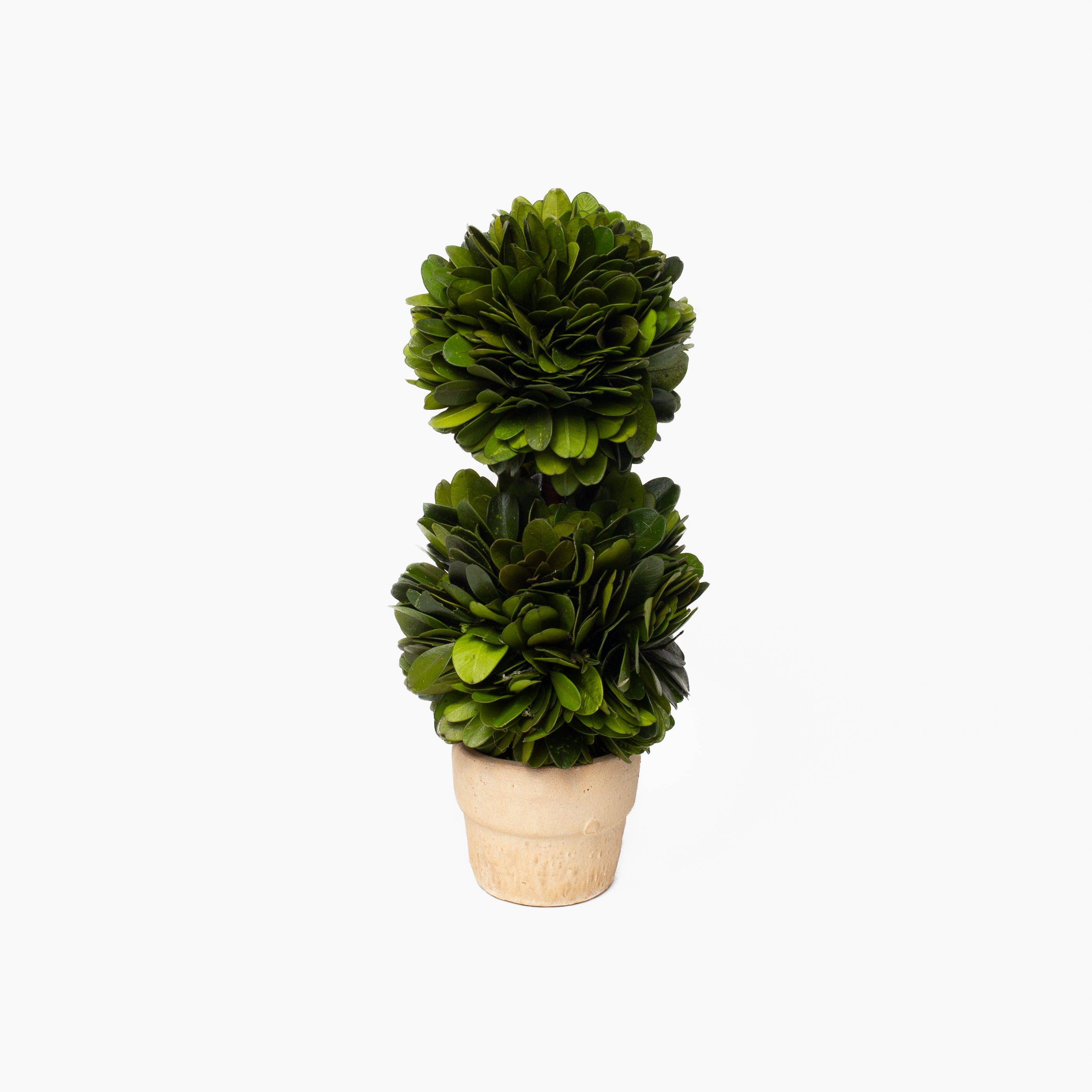 Boxwood Mini Topiaries