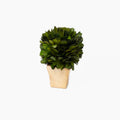 Boxwood Mini Topiaries