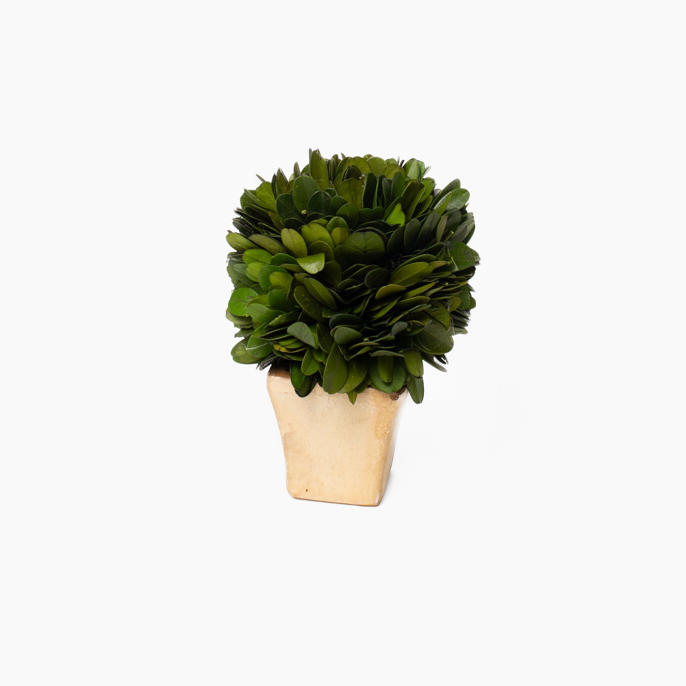 Boxwood Mini Topiaries