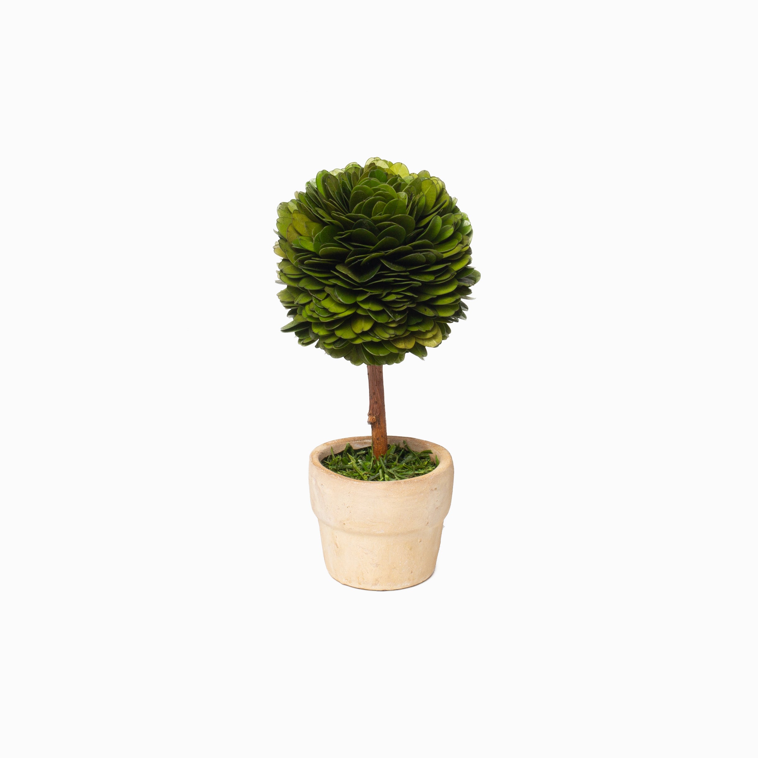 Boxwood Mini Topiaries