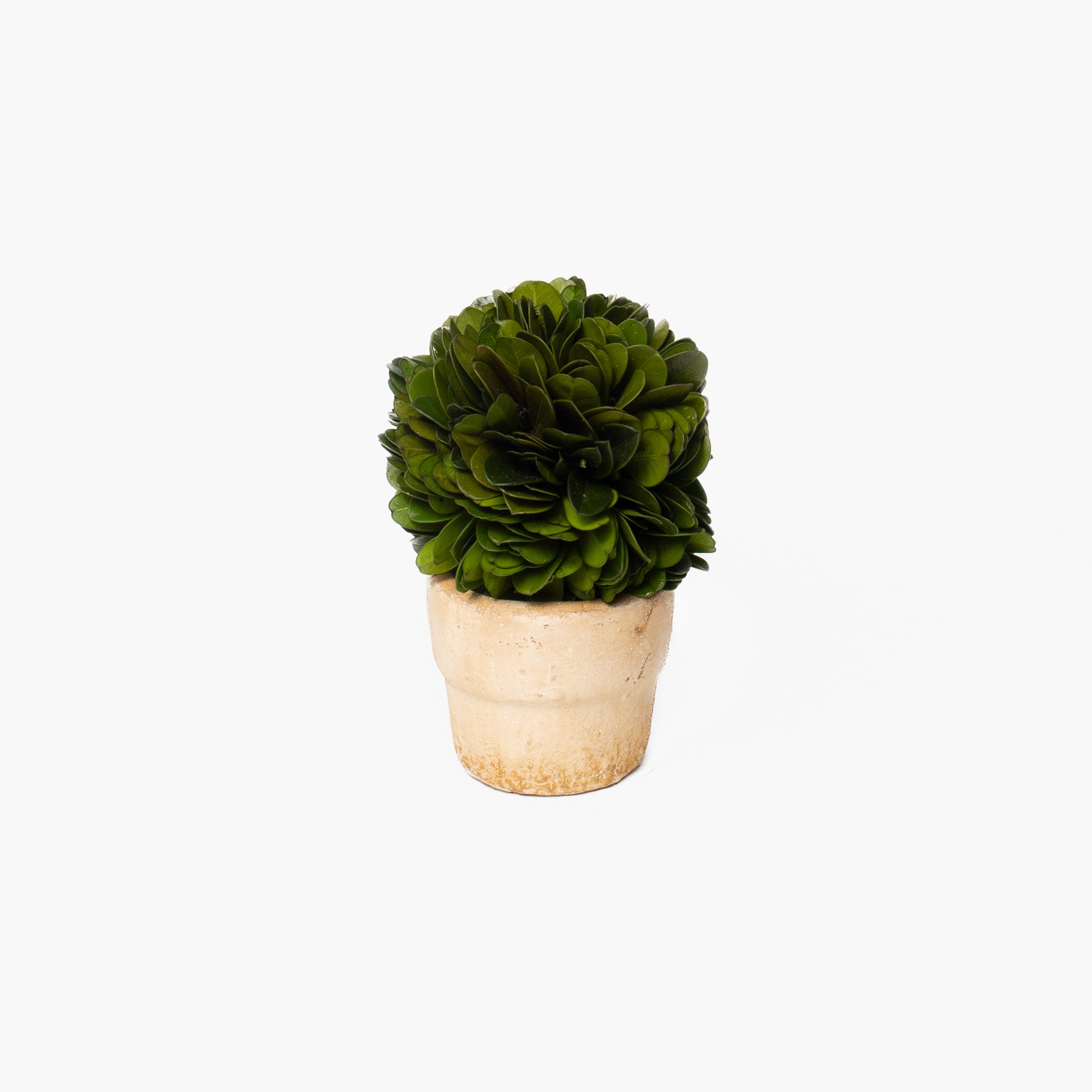 Boxwood Mini Topiaries