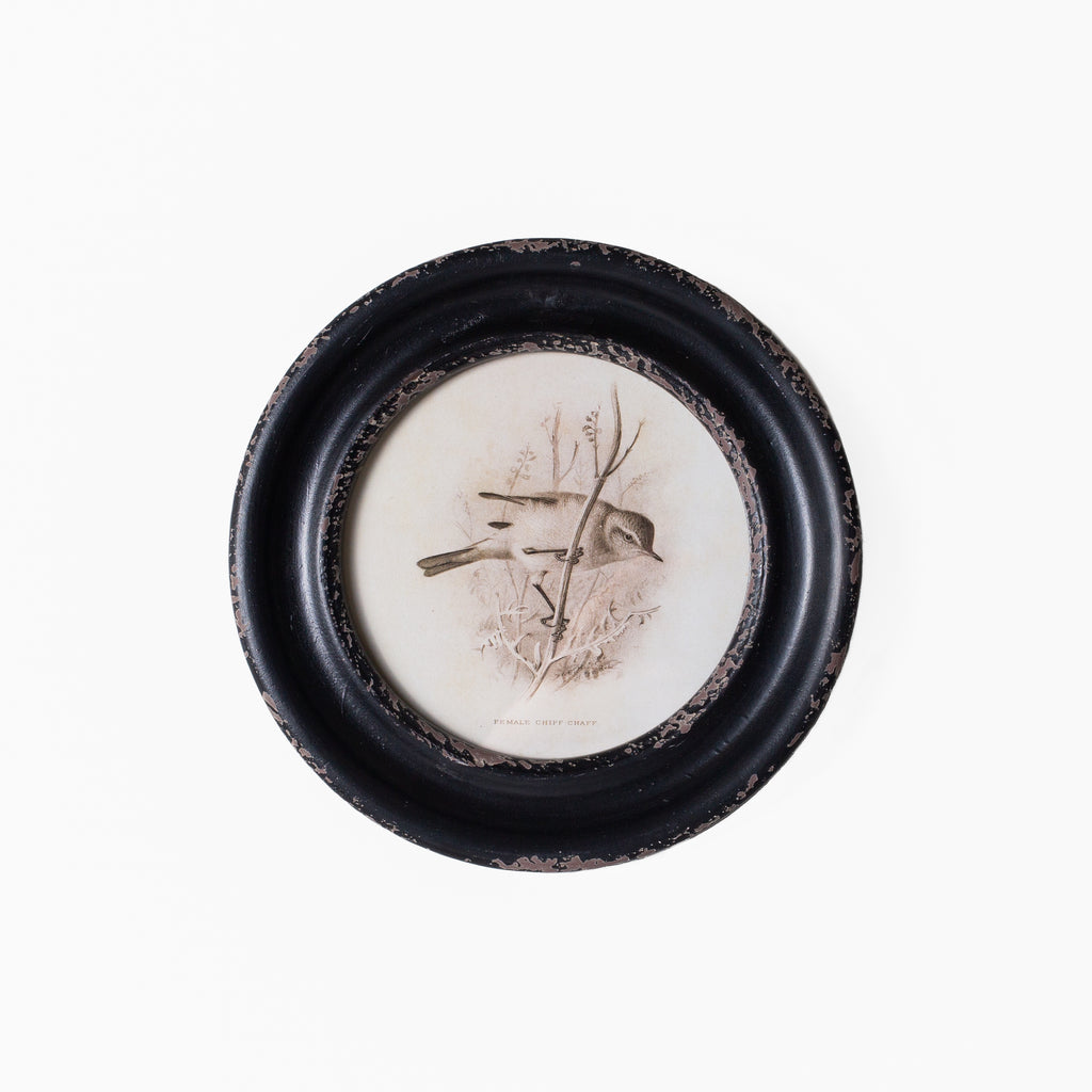 Daisy Round Framed Bird Art