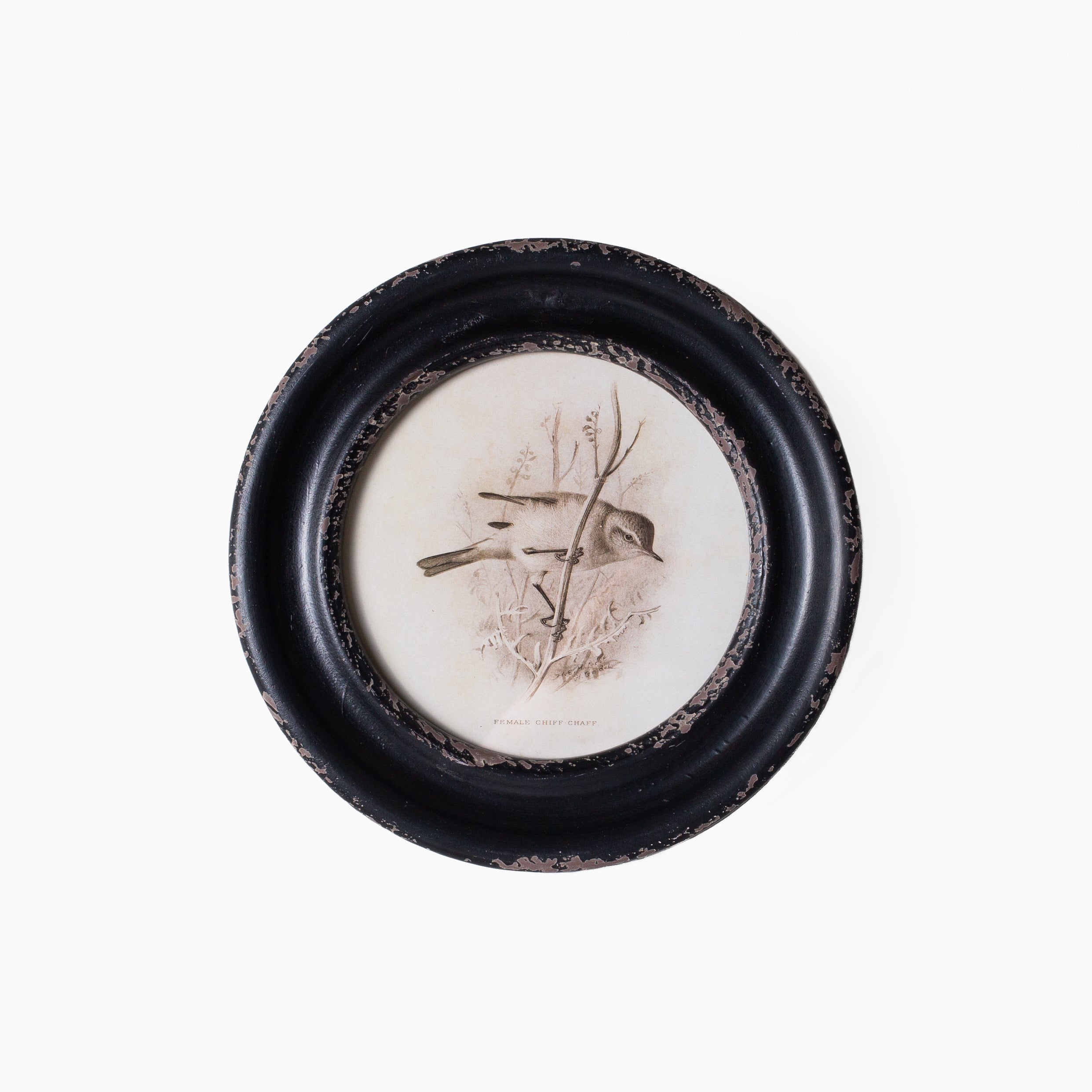 Daisy Round Framed Bird Art