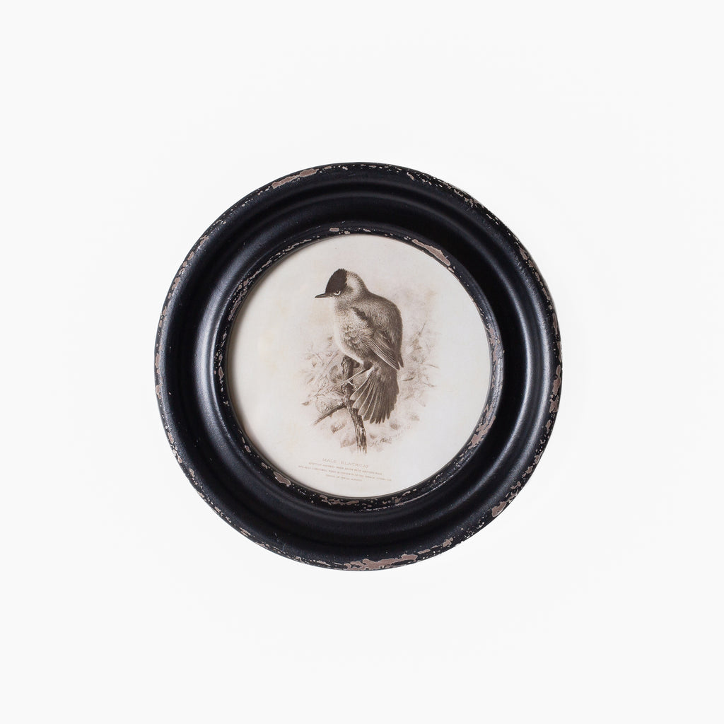 Daisy Round Framed Bird Art