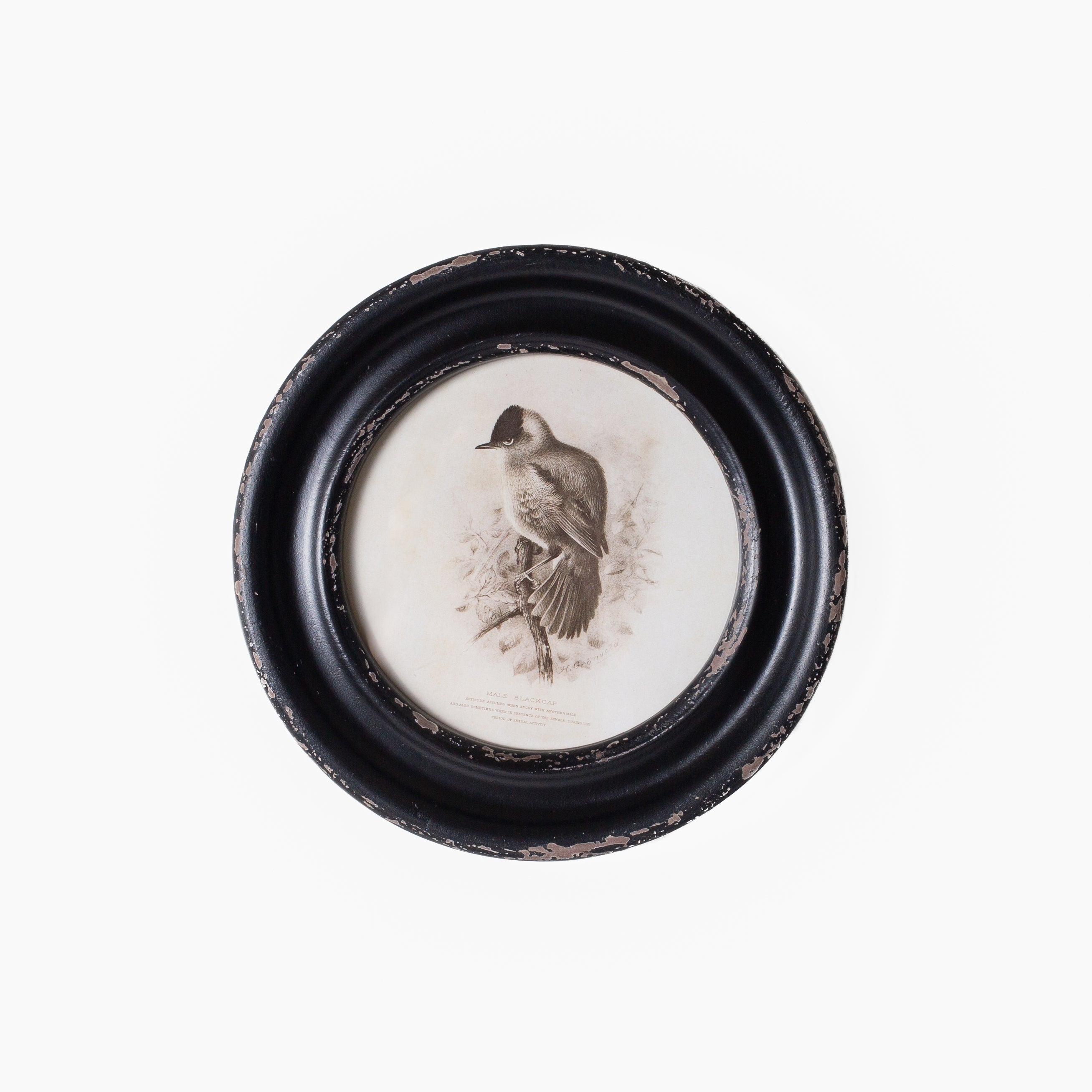 Daisy Round Framed Bird Art