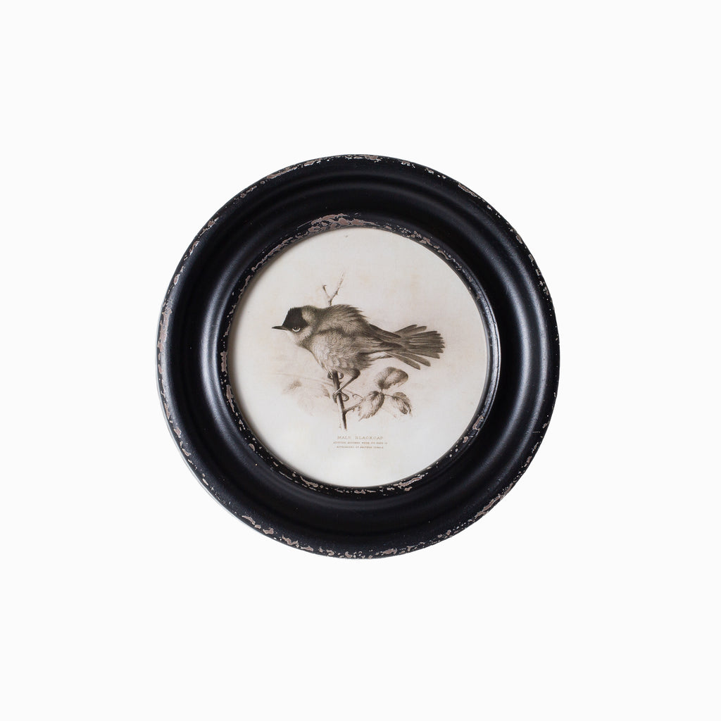 Daisy Round Framed Bird Art