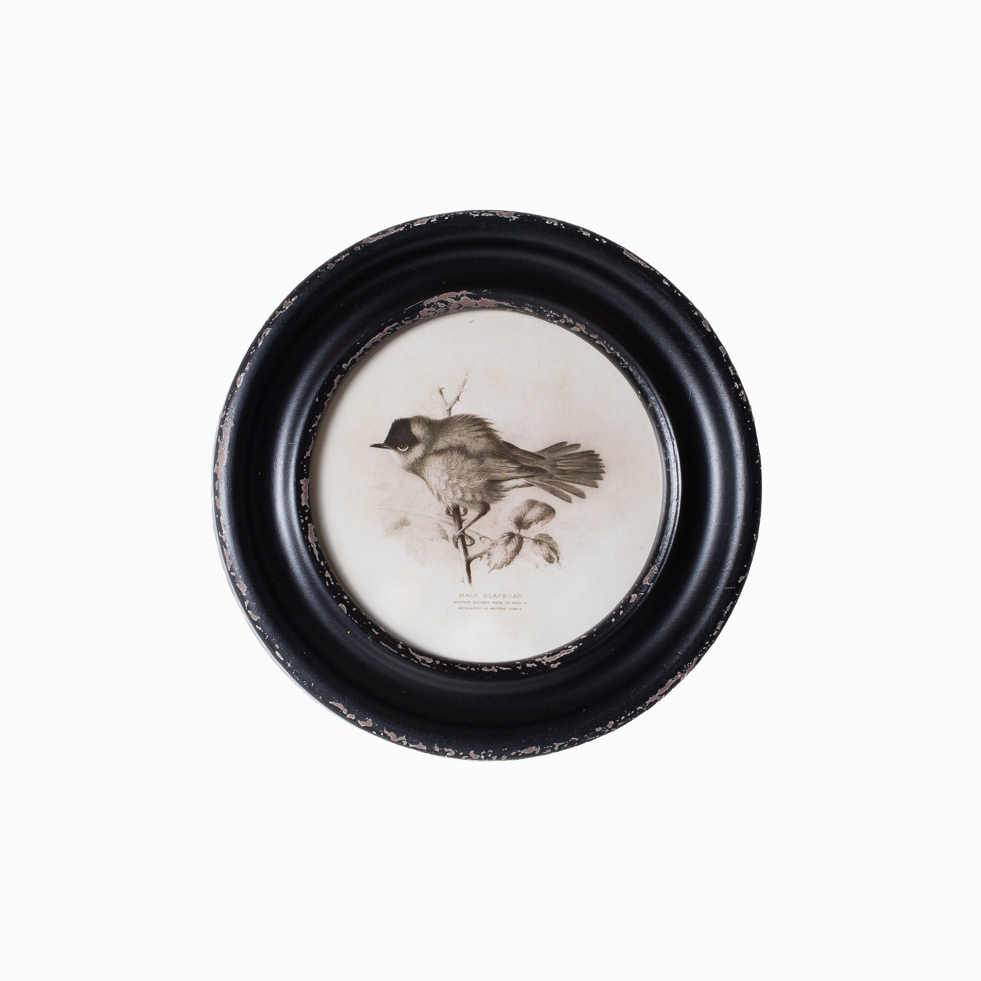 Daisy Round Framed Bird Art