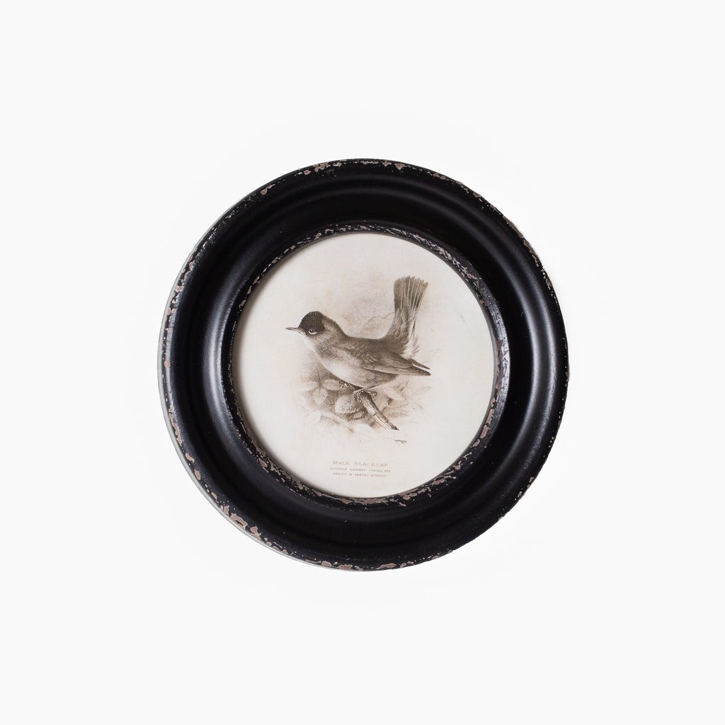Daisy Round Framed Bird Art