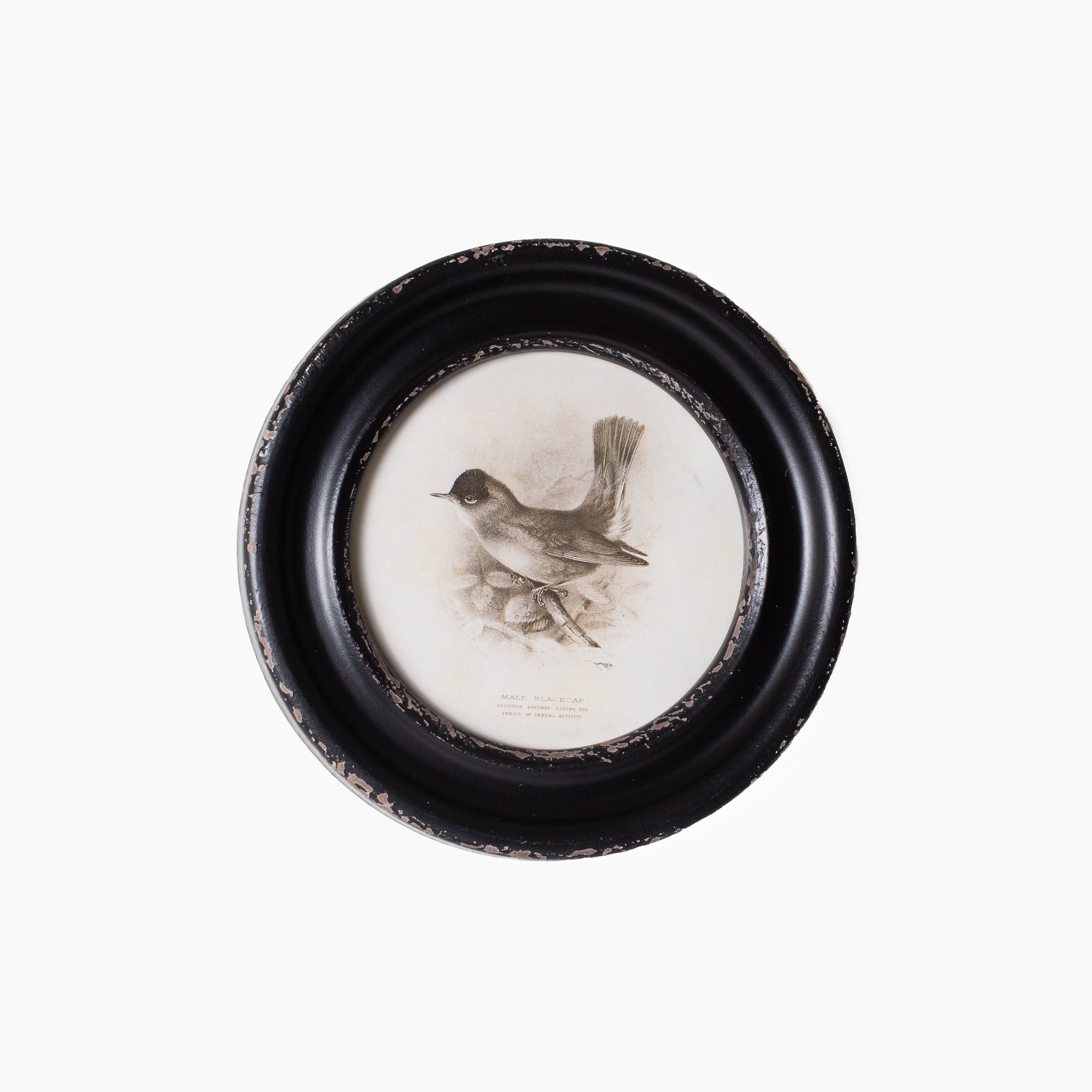 Daisy Round Framed Bird Art