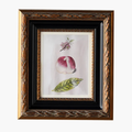 Iris Matted Frame