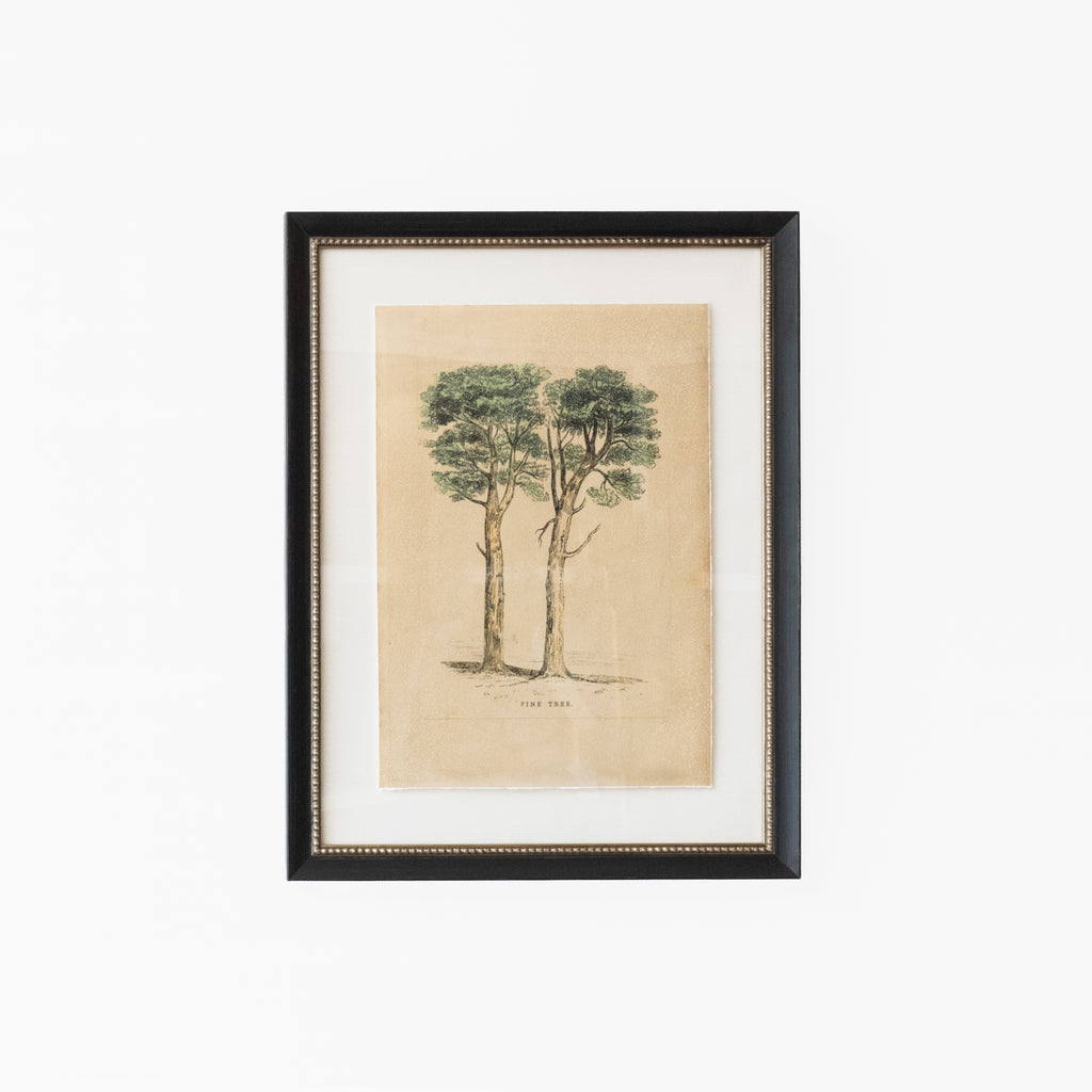 Pine Tree
