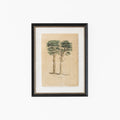 Pine Tree