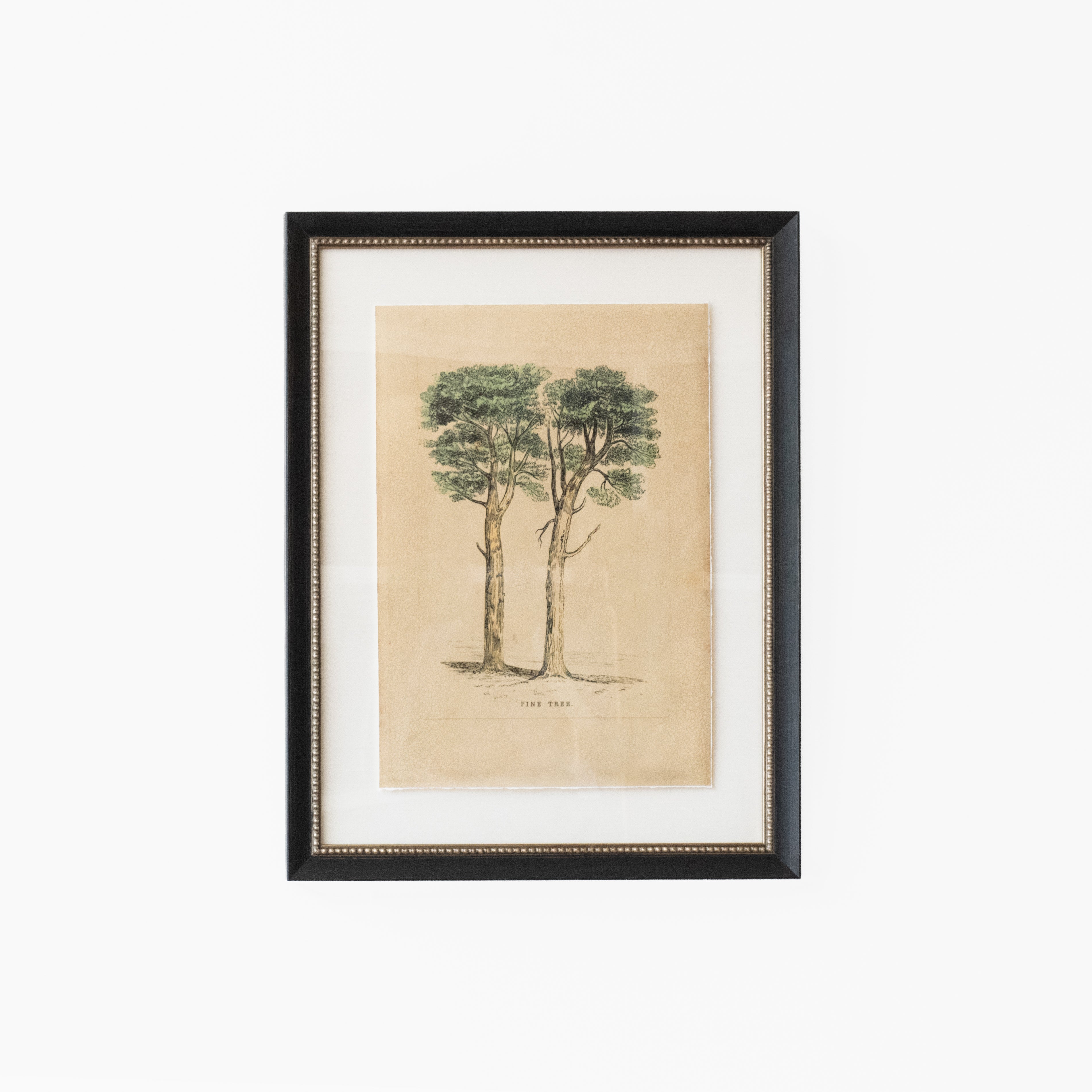 Pine Tree