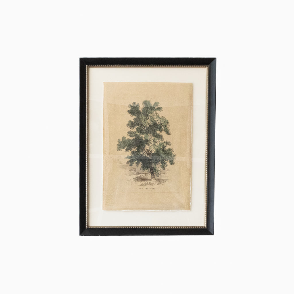 Ash Tree